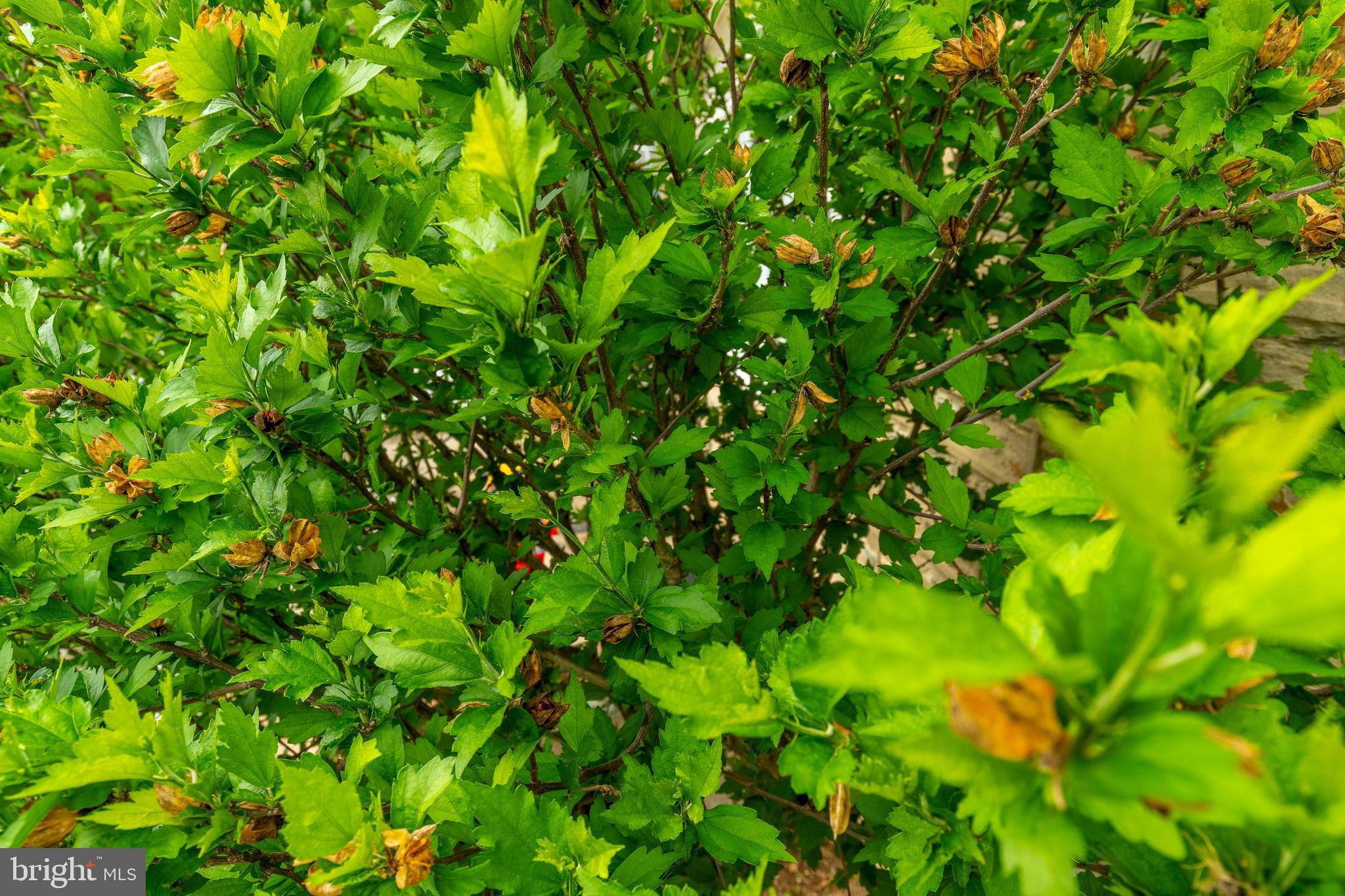 WINCHESTER PARK - Residential