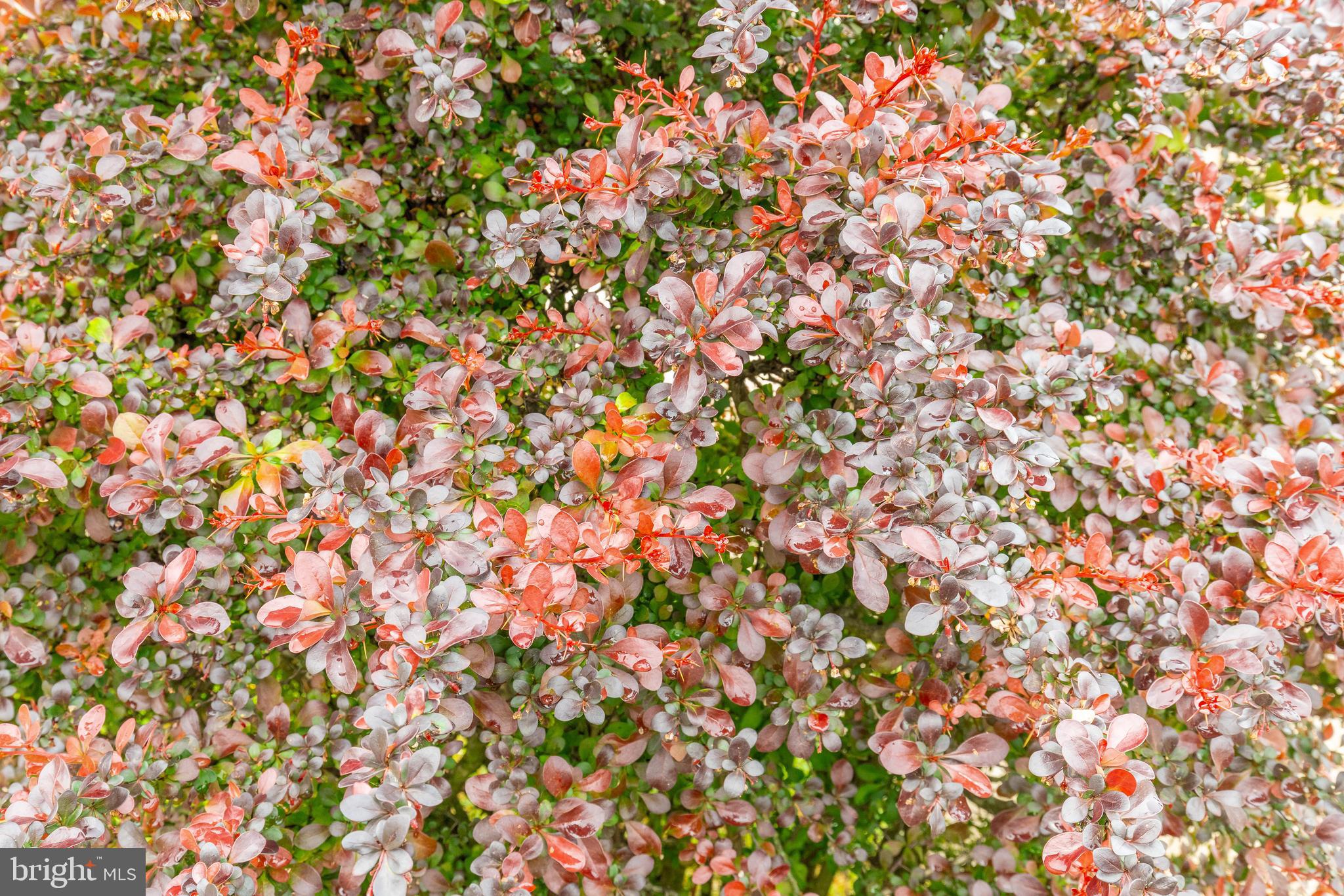 WINCHESTER PARK - Residential