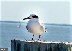 CANVASBACK COVE - Residential Lease