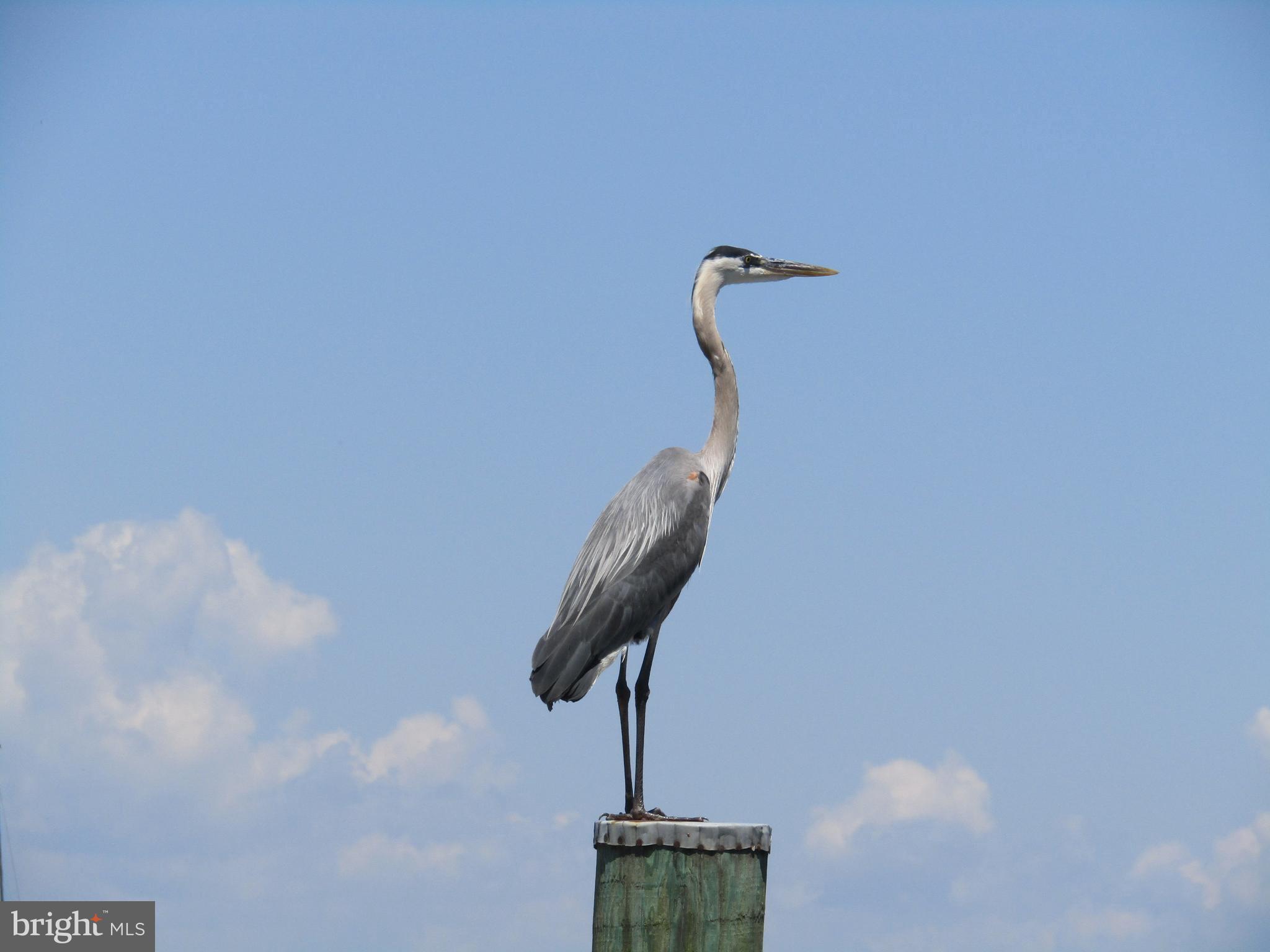 CANVASBACK COVE - Residential Lease