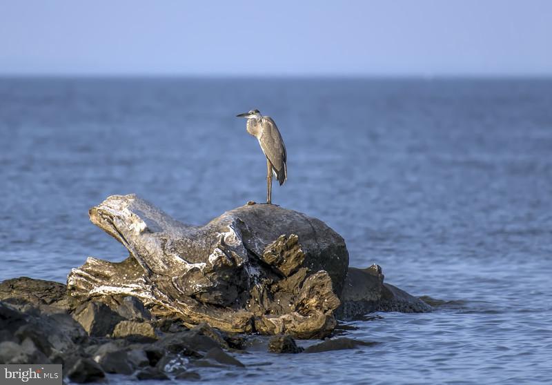 CANVASBACK COVE - Residential Lease