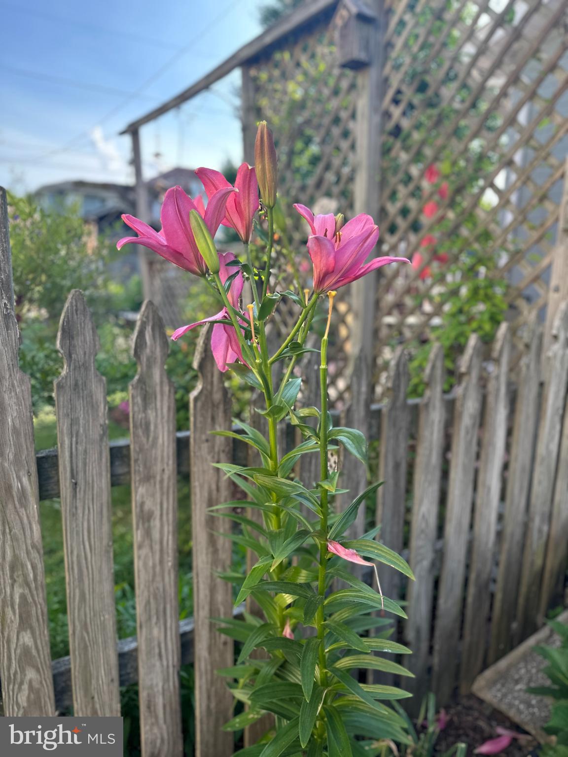 WESTFIELD - Residential