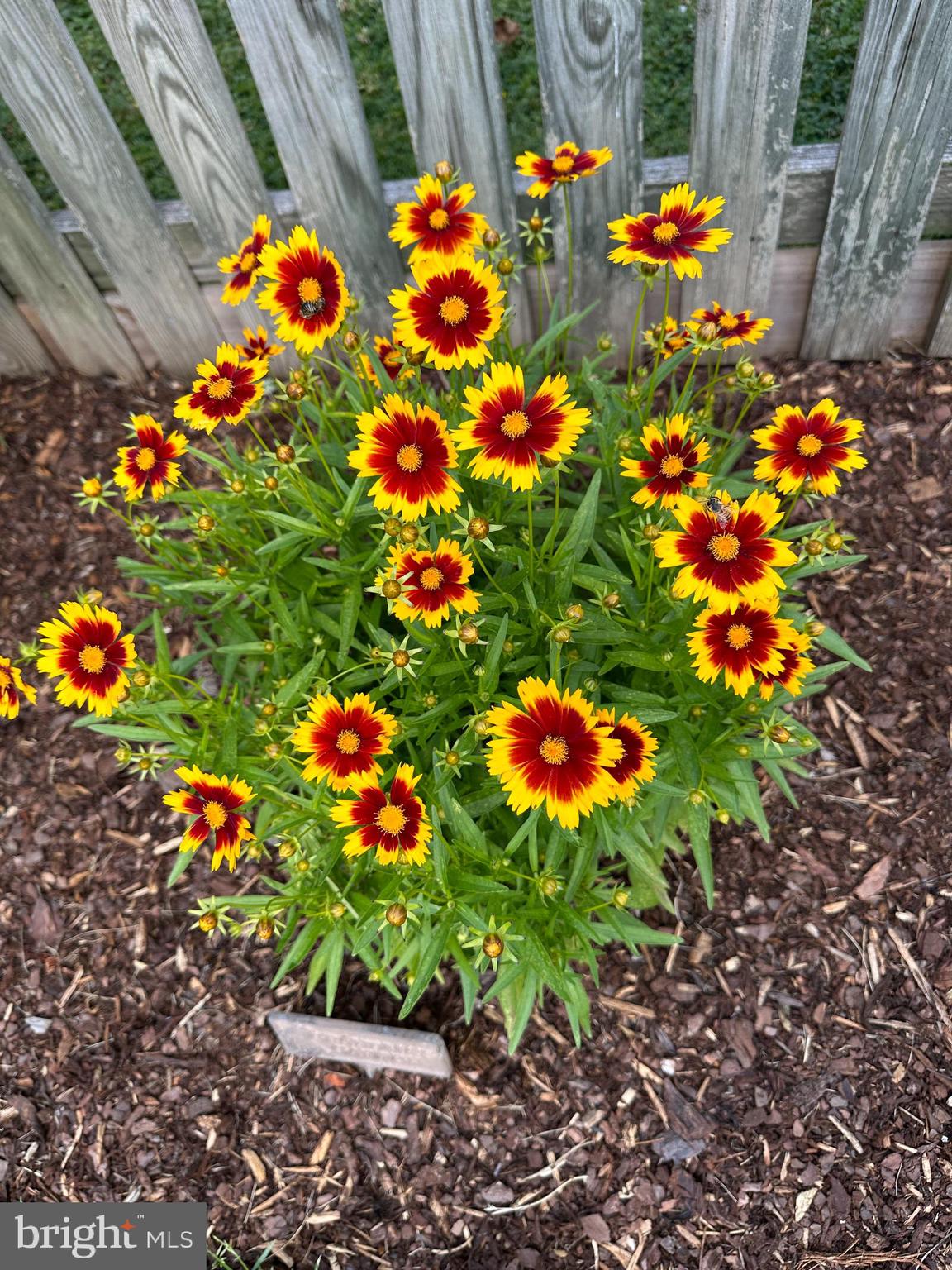 WESTFIELD - Residential