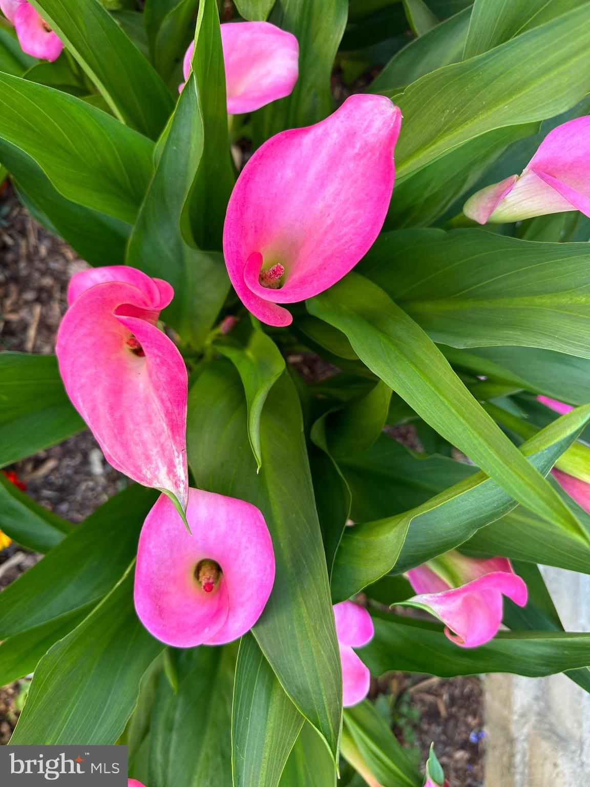 WESTFIELD - Residential