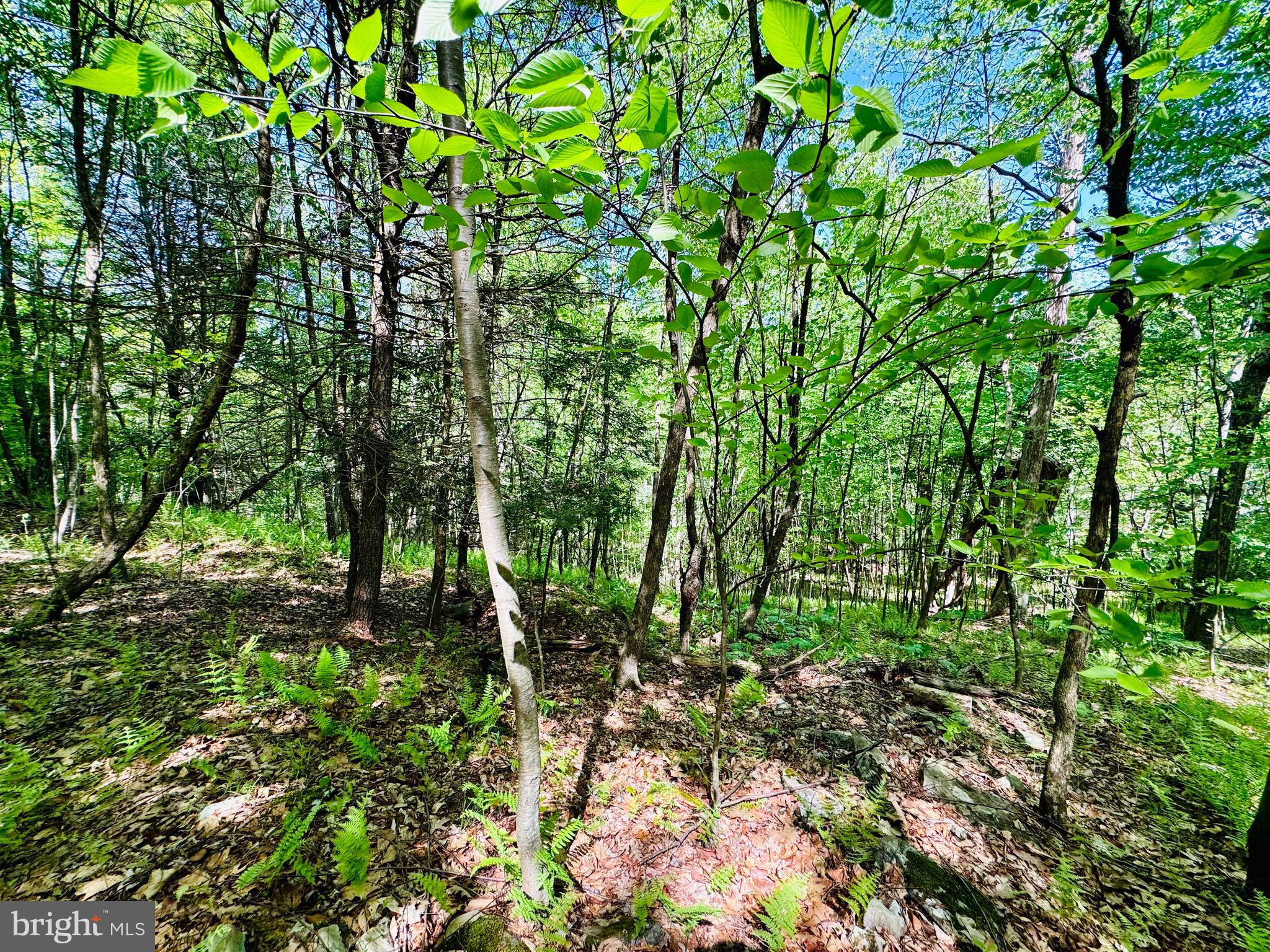 Lot: 10 PARADISE POINT