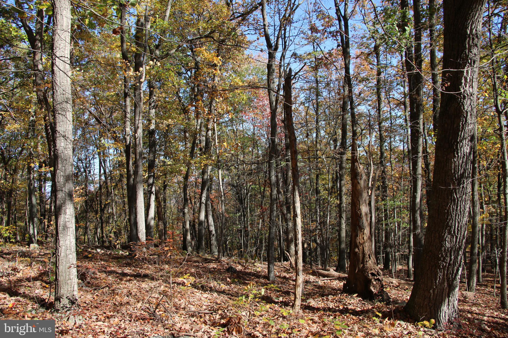 ROUND HEAD MOUNTAIN - Land