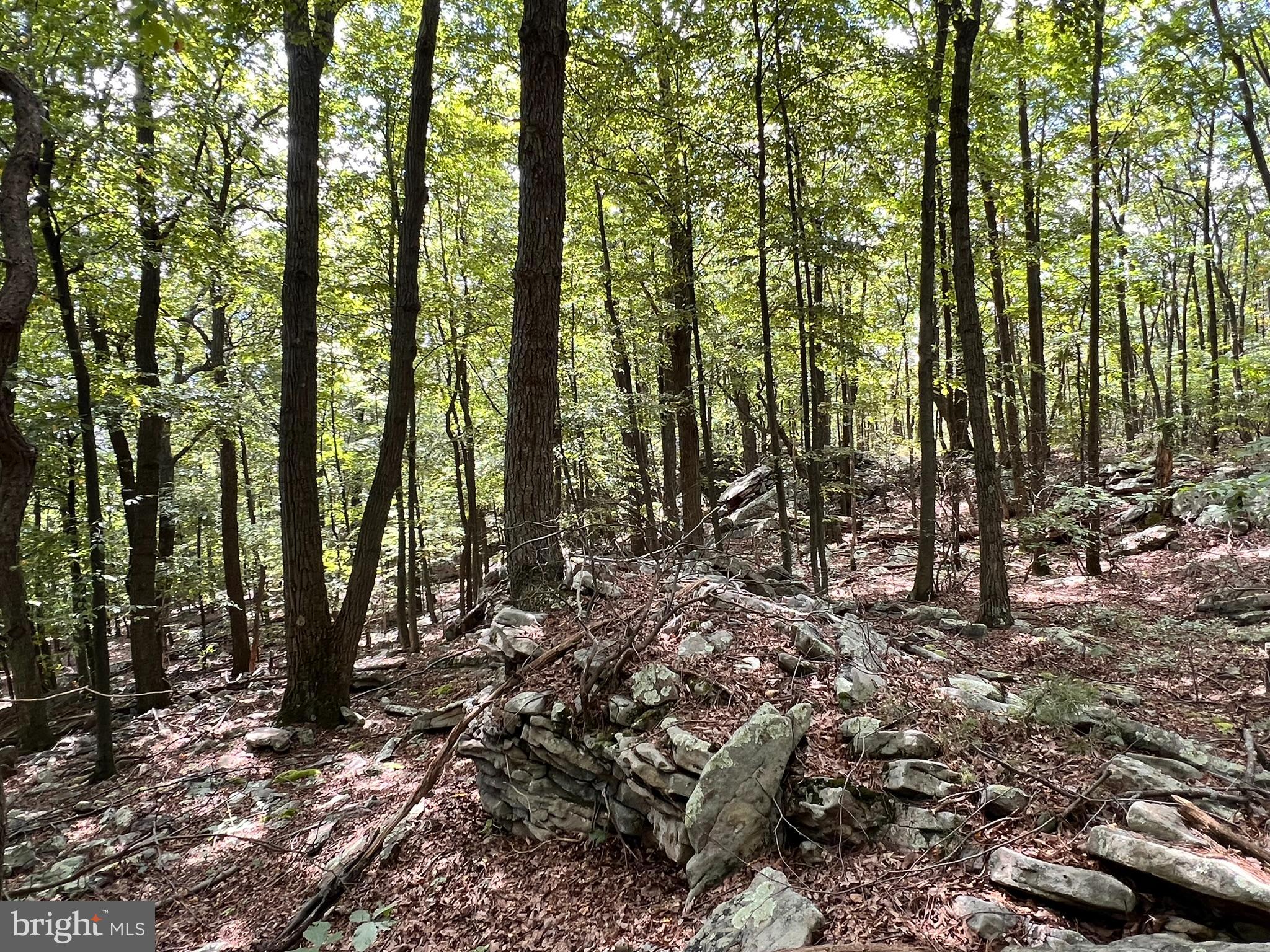 SPRUCE PINE HOLLOW - Land