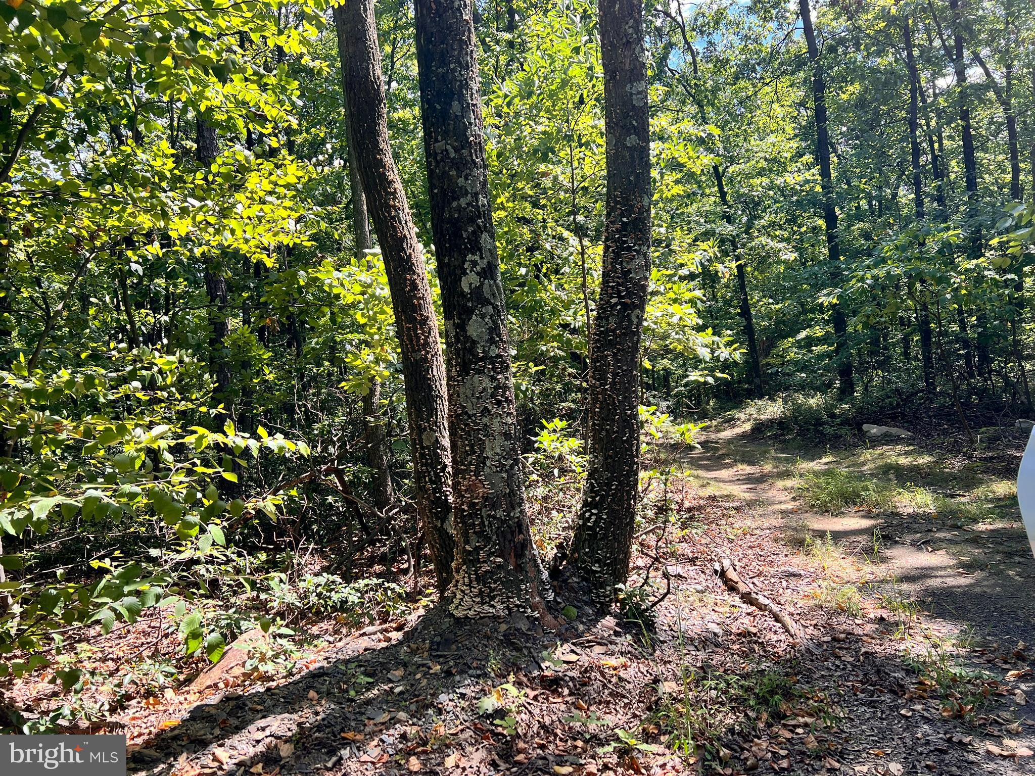 SPRUCE PINE HOLLOW - Land