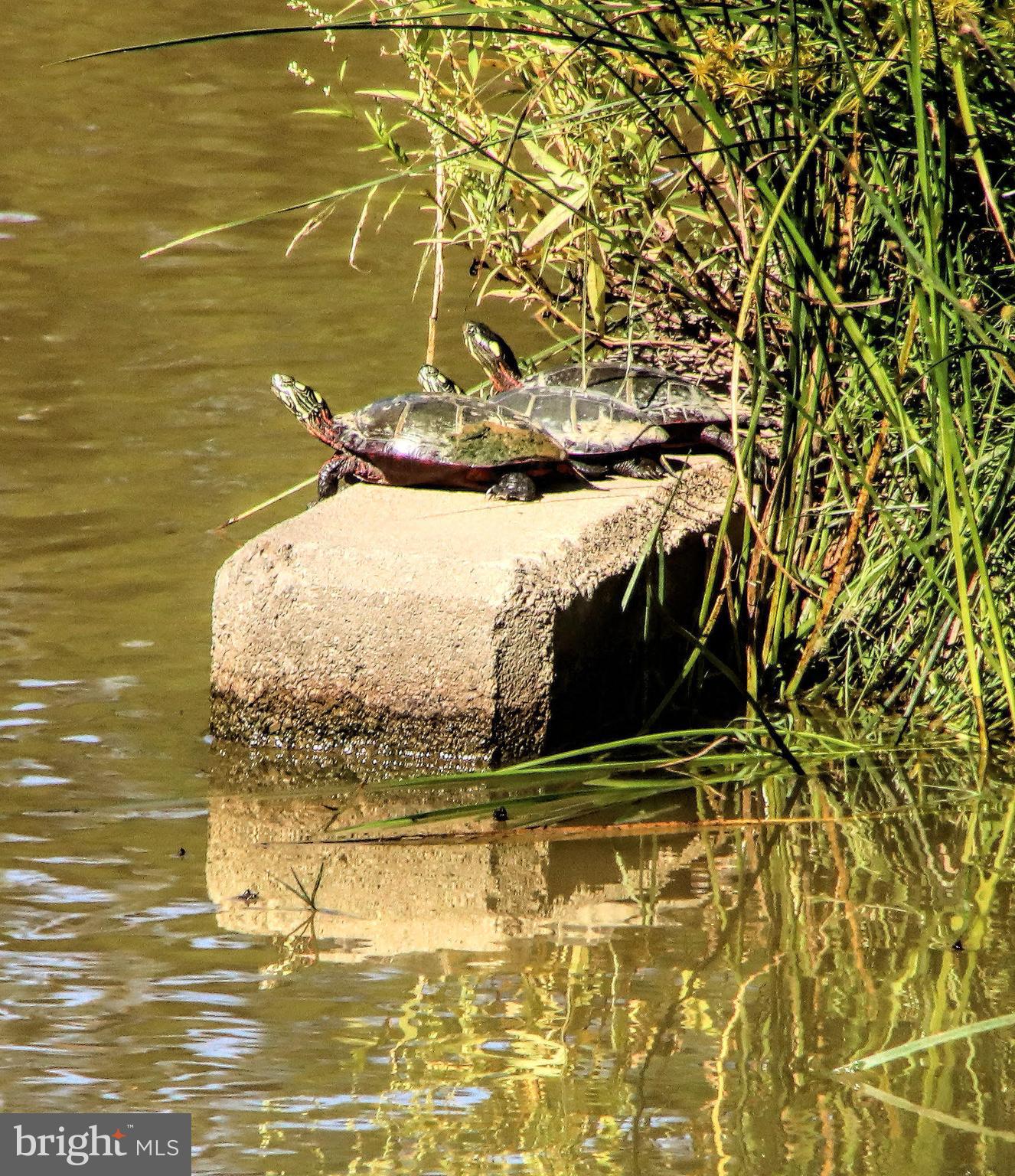 VICTORIA FALLS - Residential