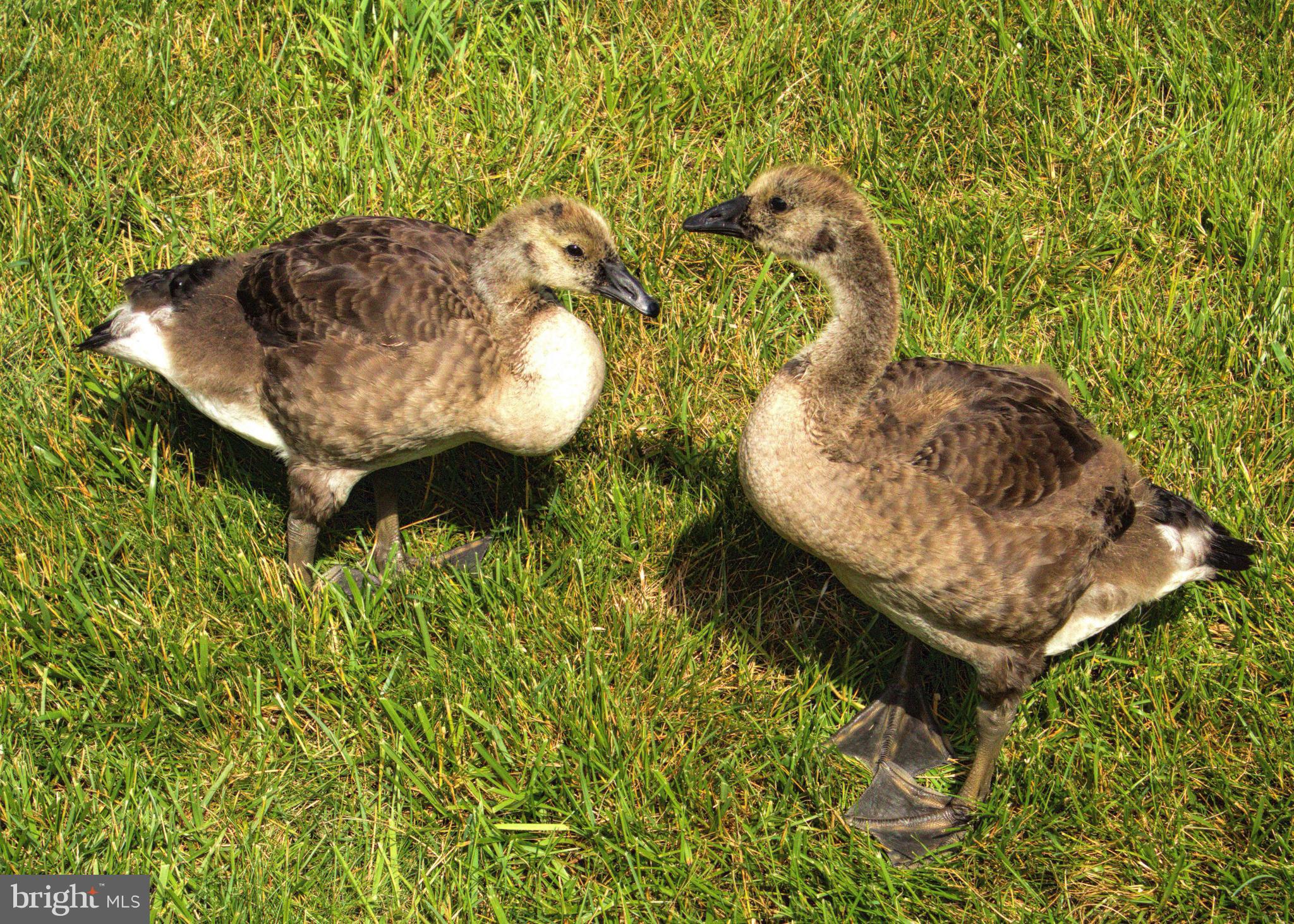 VICTORIA FALLS - Residential