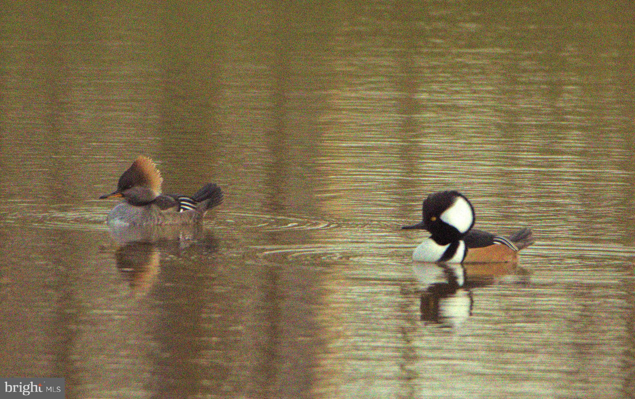 VICTORIA FALLS - Residential