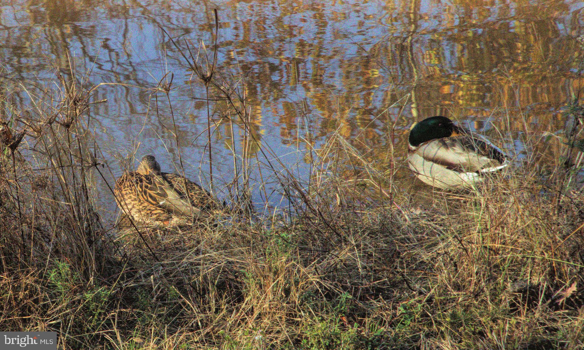 VICTORIA FALLS - Residential