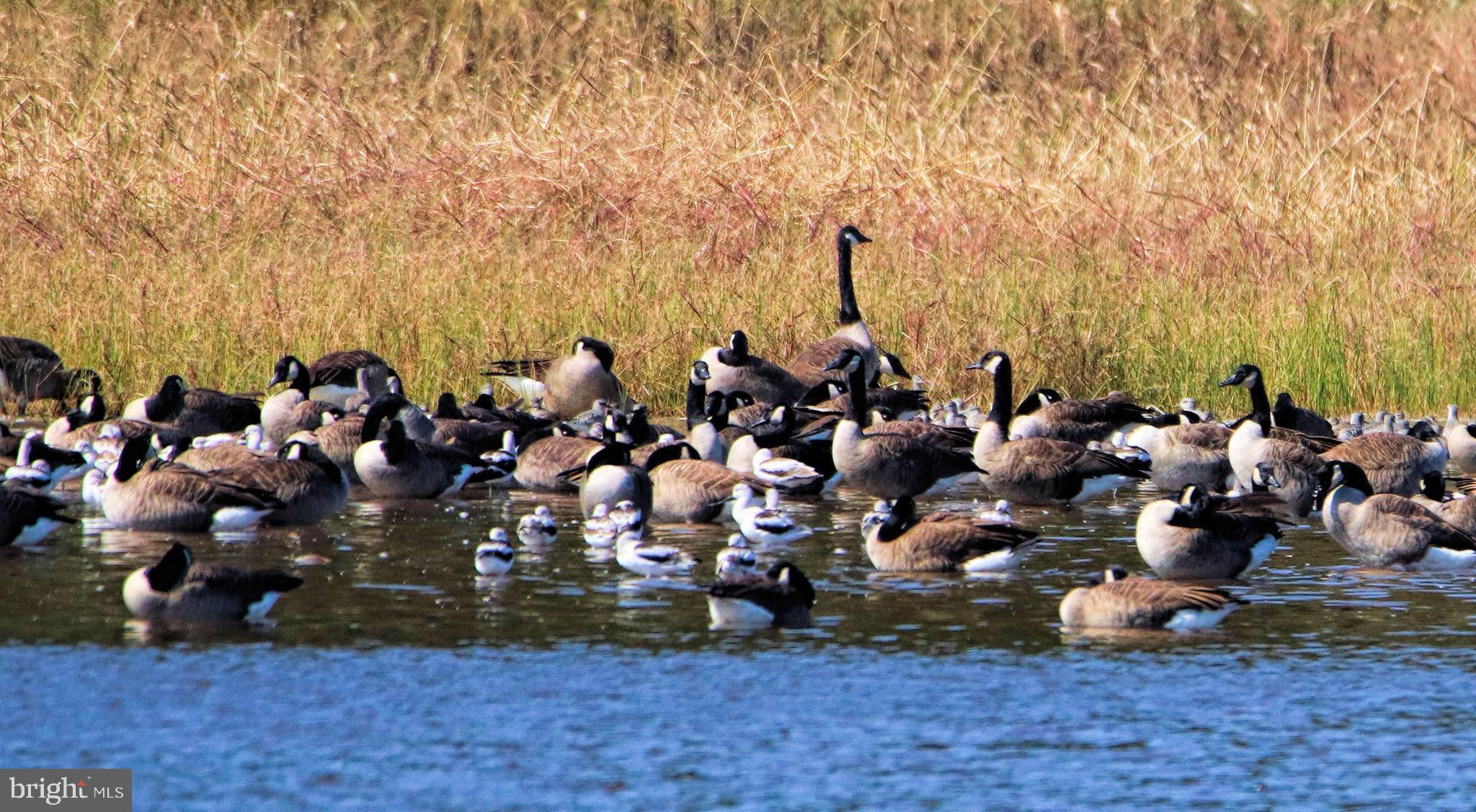 VICTORIA FALLS - Residential