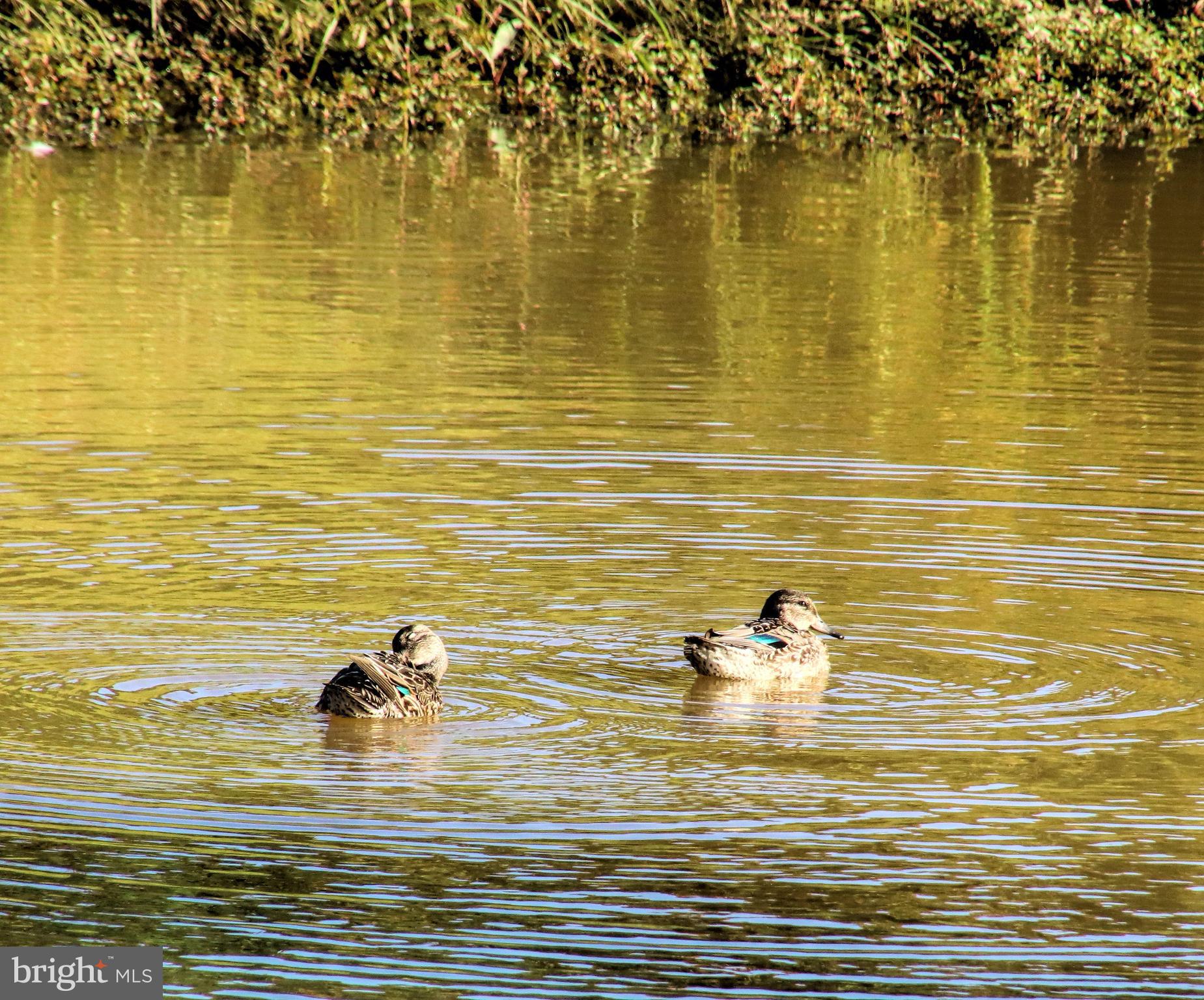 VICTORIA FALLS - Residential