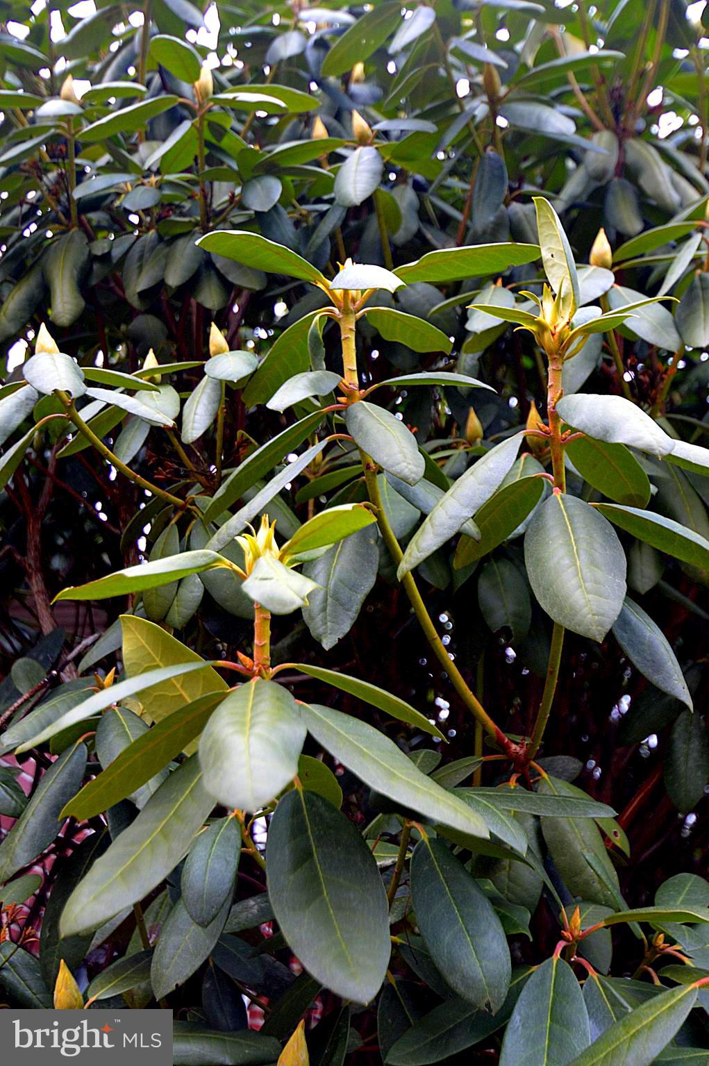 SHIRLEY FARMS - Residential