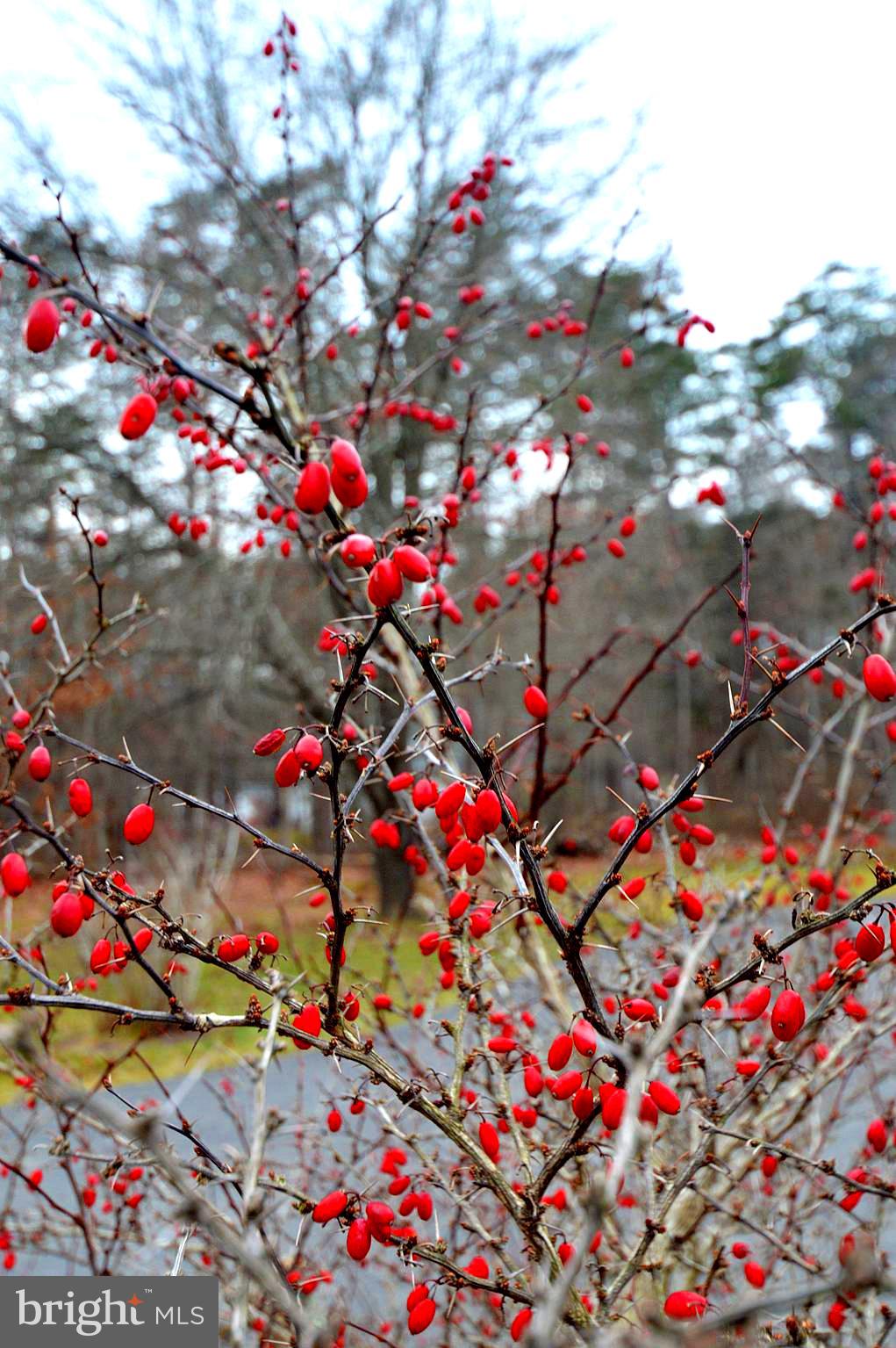 SHIRLEY FARMS - Residential