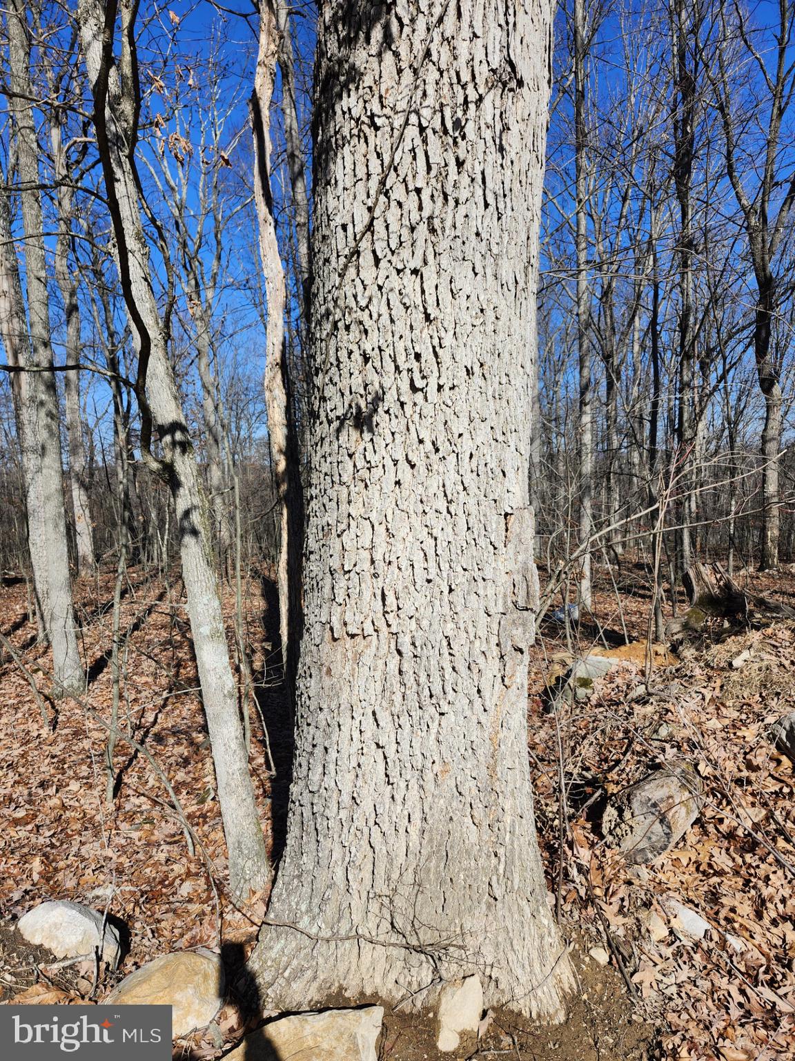 WOODLAND ESTATES - Residential