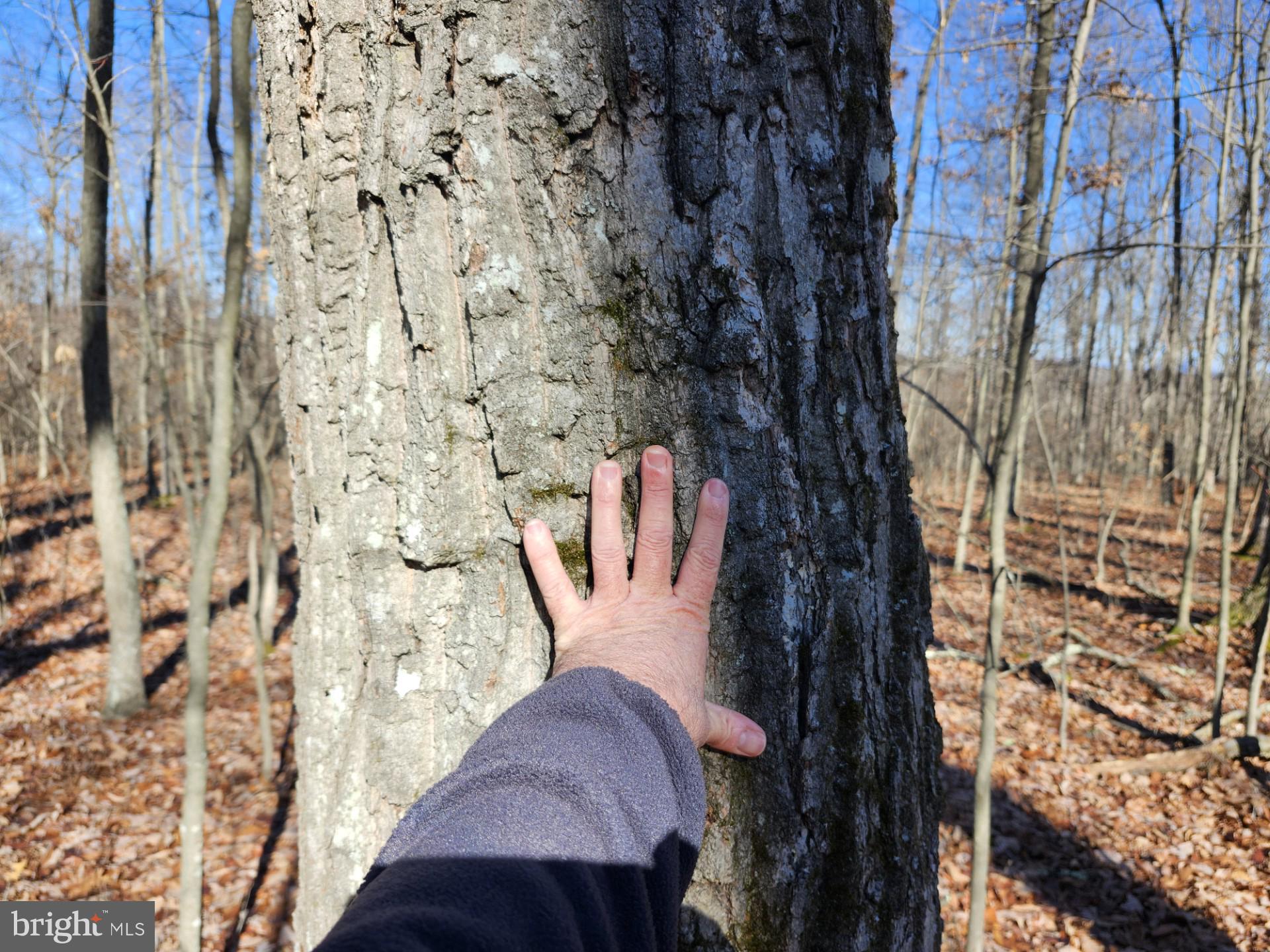 WOODLAND ESTATES - Residential