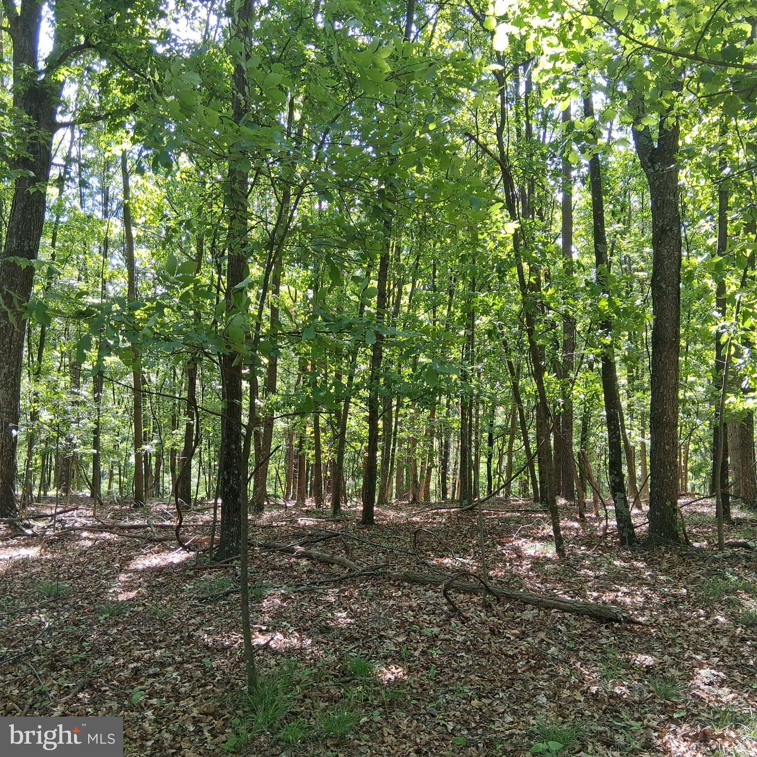 Lot 1 YOUNGBLOOD ROAD