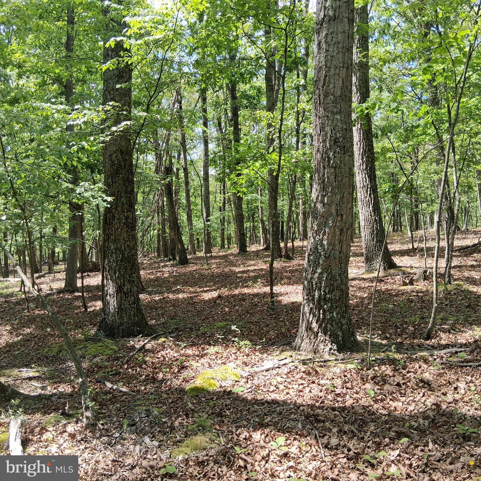 RED BUD RIDGE - Land
