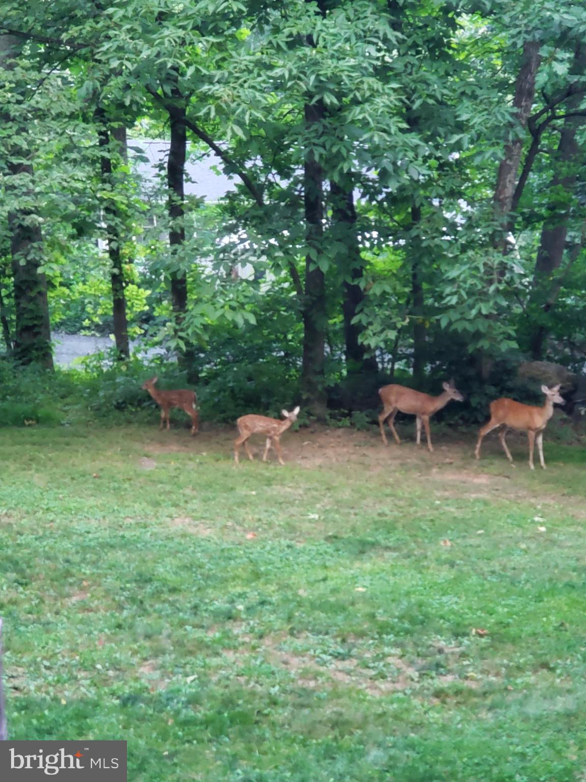 BLUE MOUNTAIN - Residential