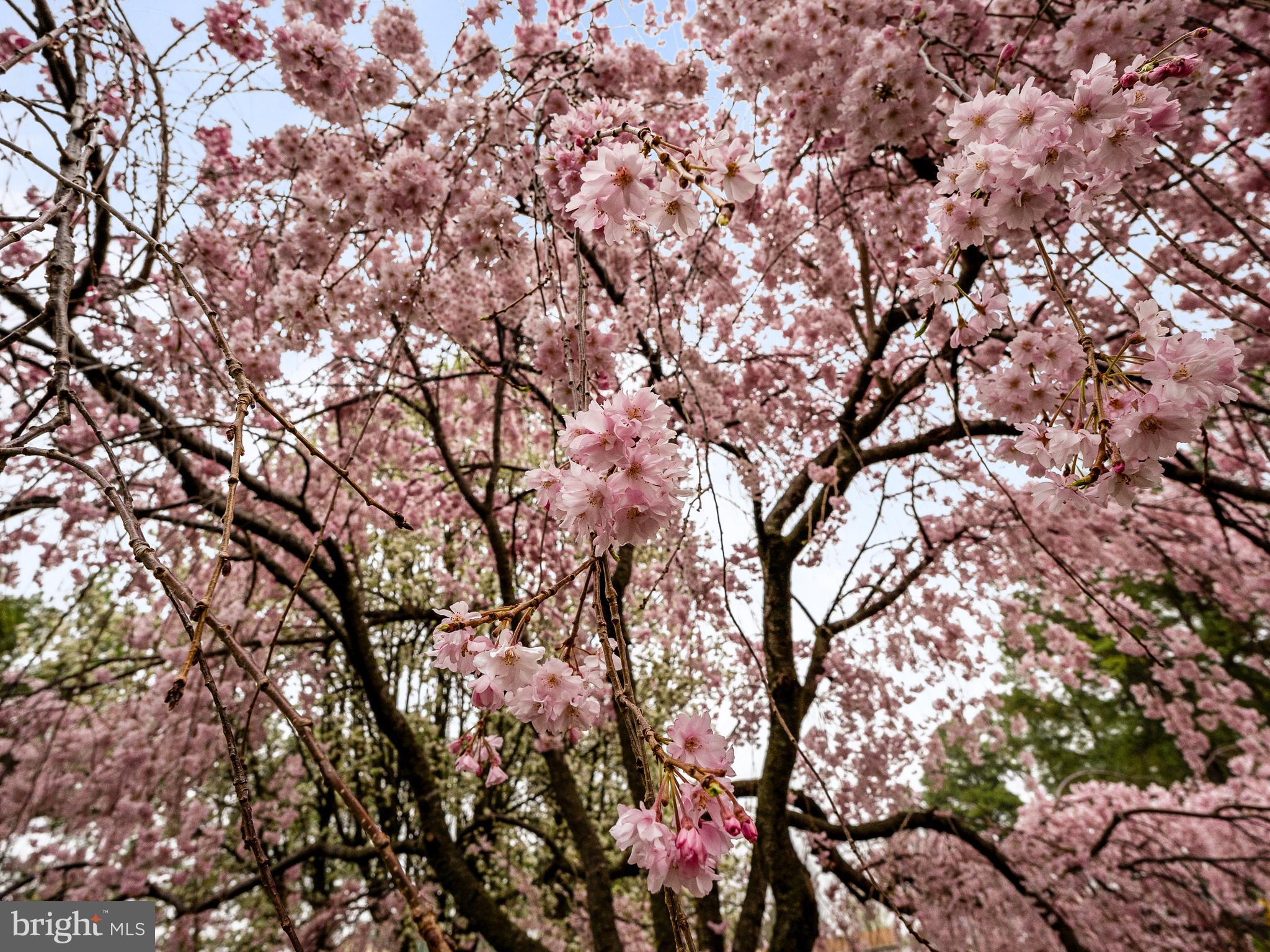 FREDERICKTOWNE - Residential