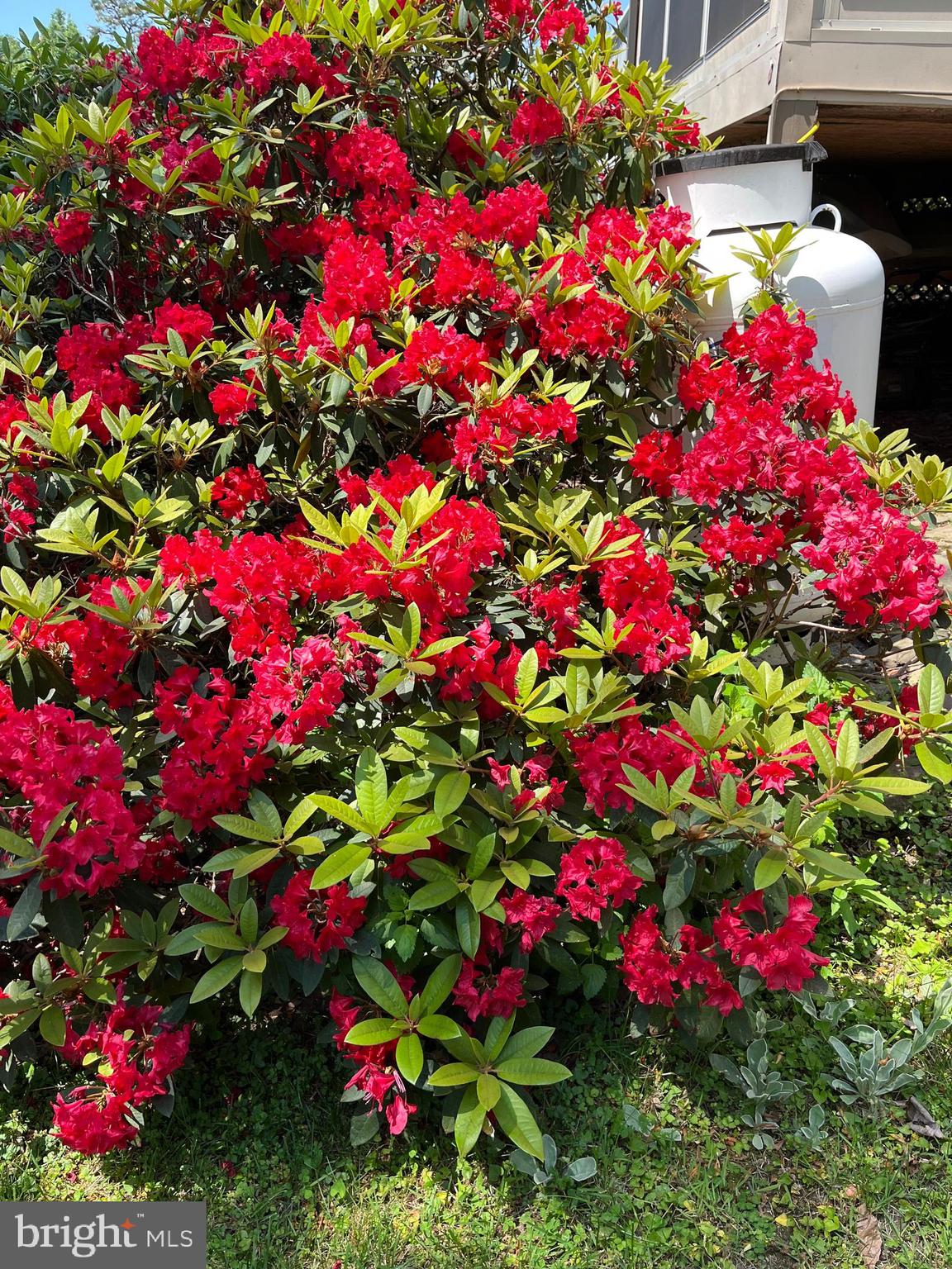 THE WOODS - Residential