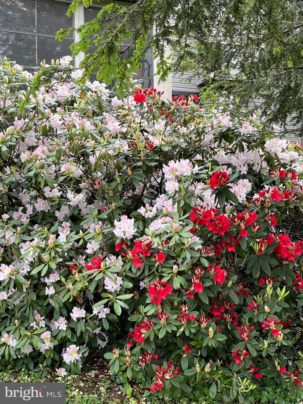 THE WOODS - Residential