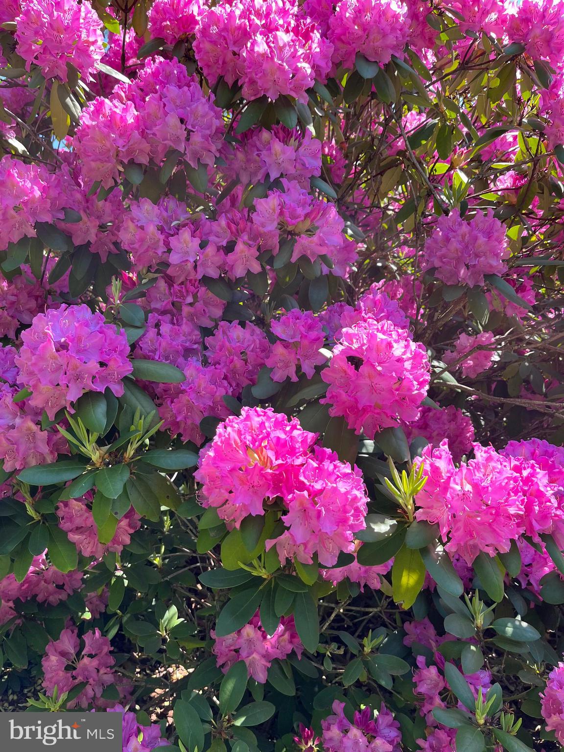 THE WOODS - Residential