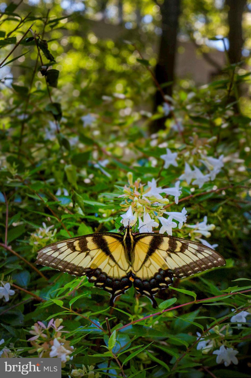 SHEARWATER - Residential