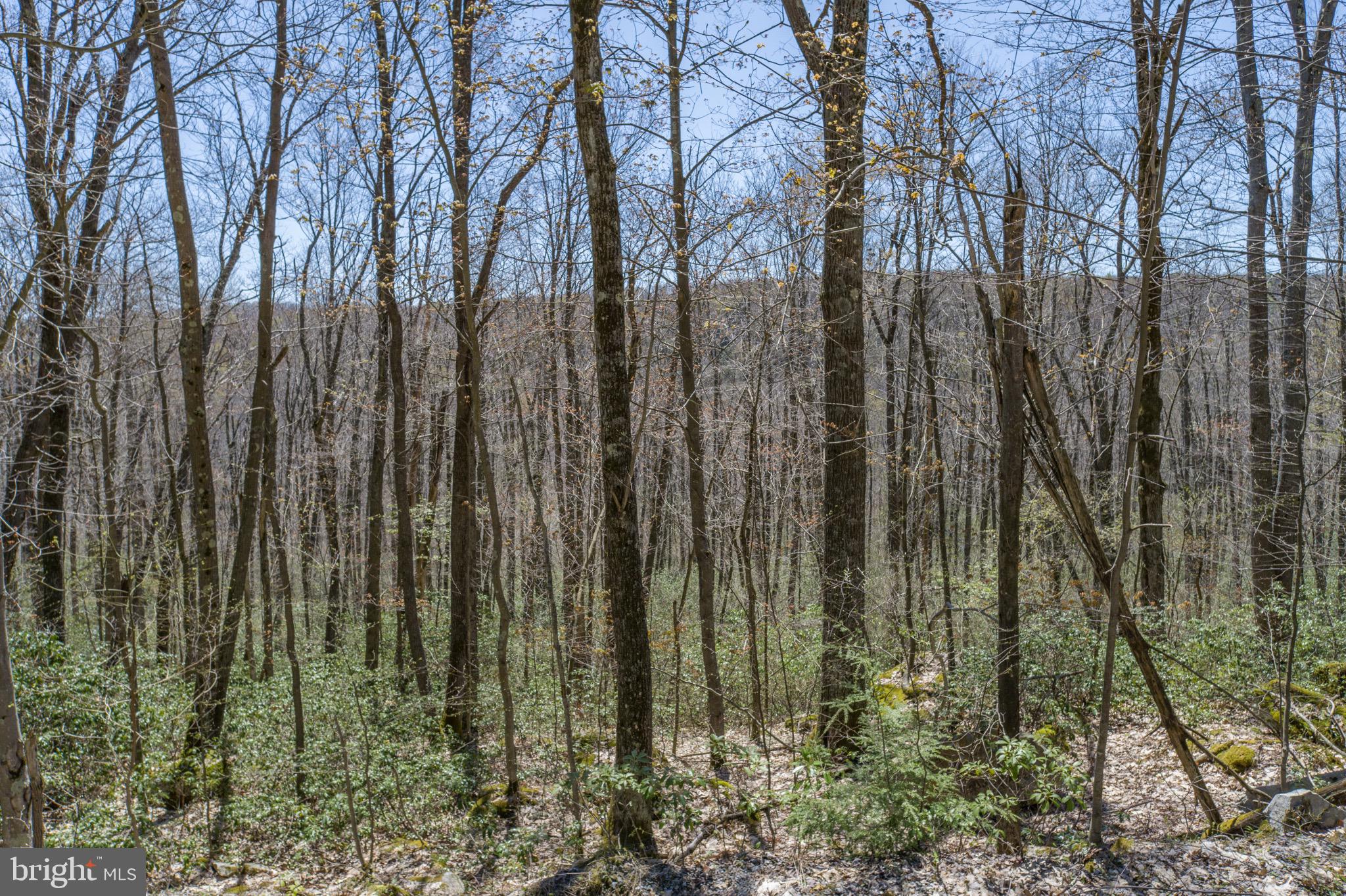 PINEY MOUNTAIN CORP - Land