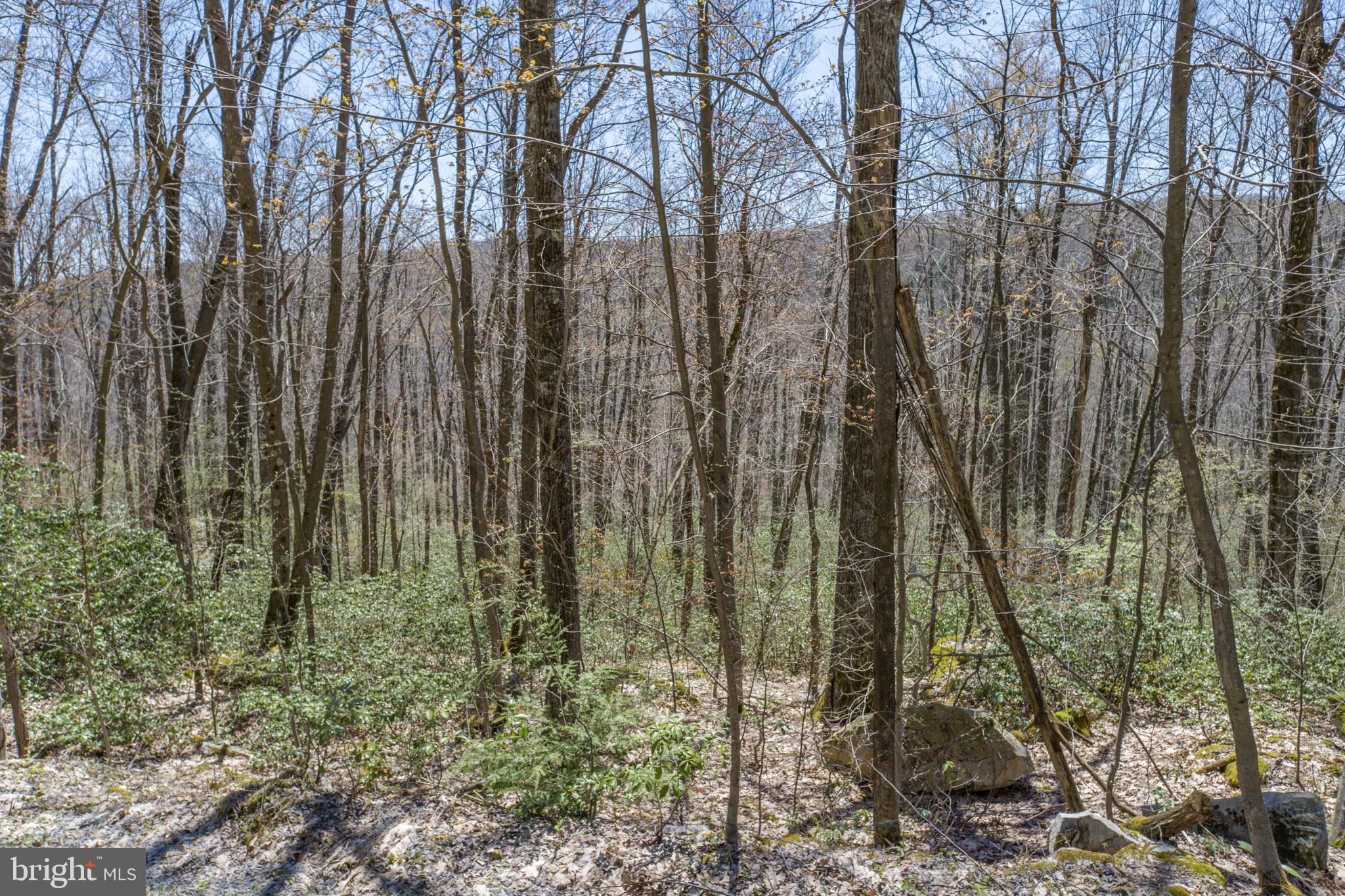 PINEY MOUNTAIN CORP - Land