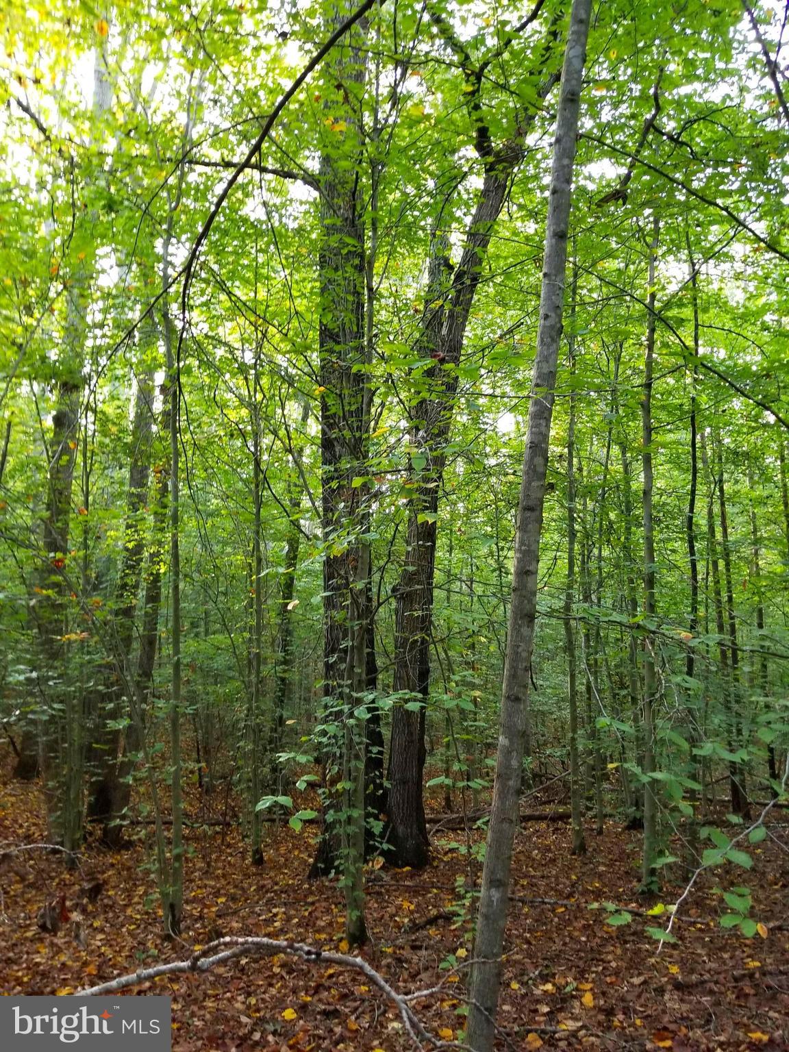 RICHARDSVILLE - Land