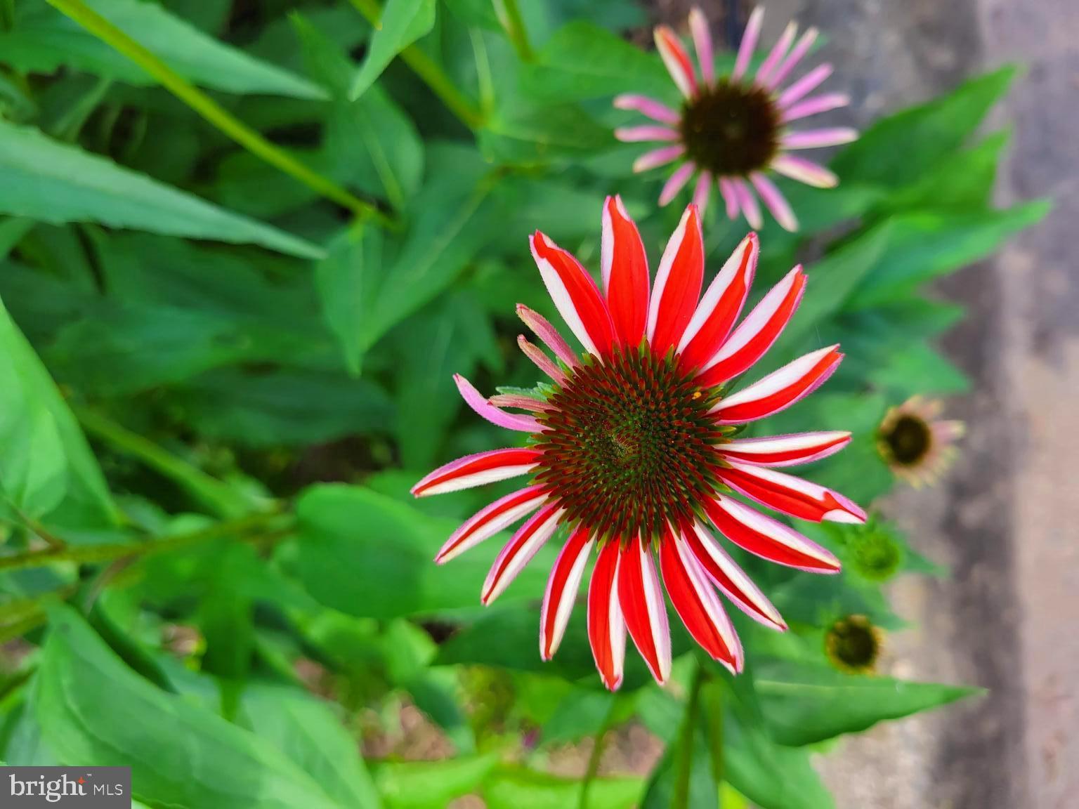 SUGARLAND RUN - Residential