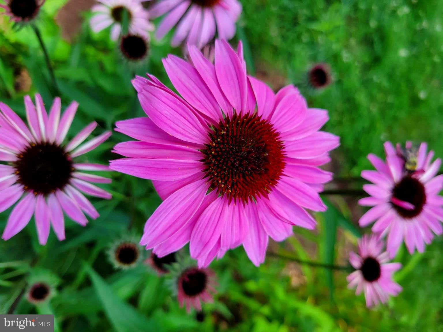 SUGARLAND RUN - Residential