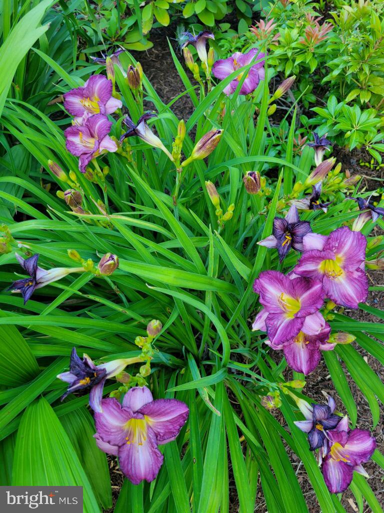 SUGARLAND RUN - Residential