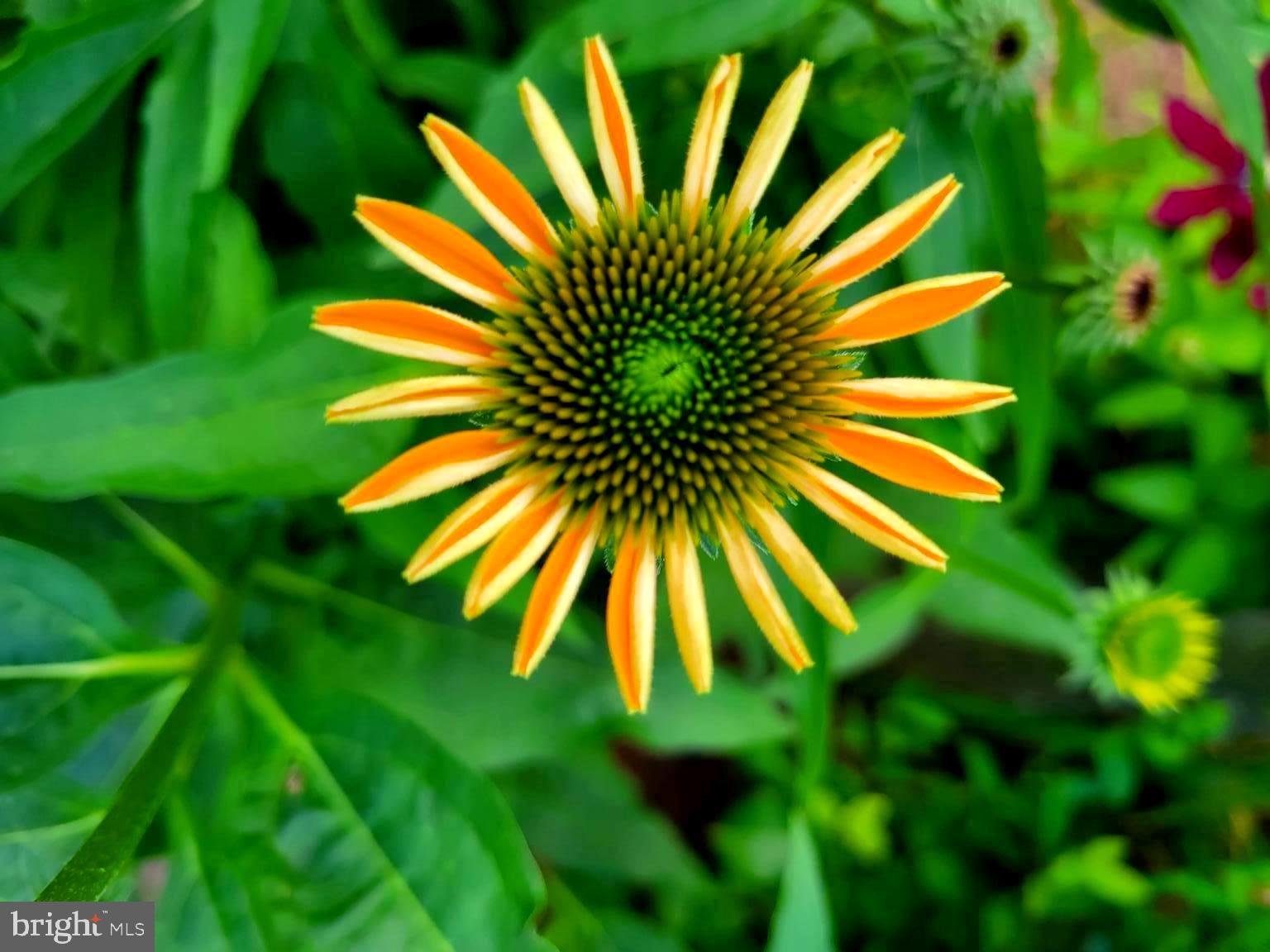 SUGARLAND RUN - Residential