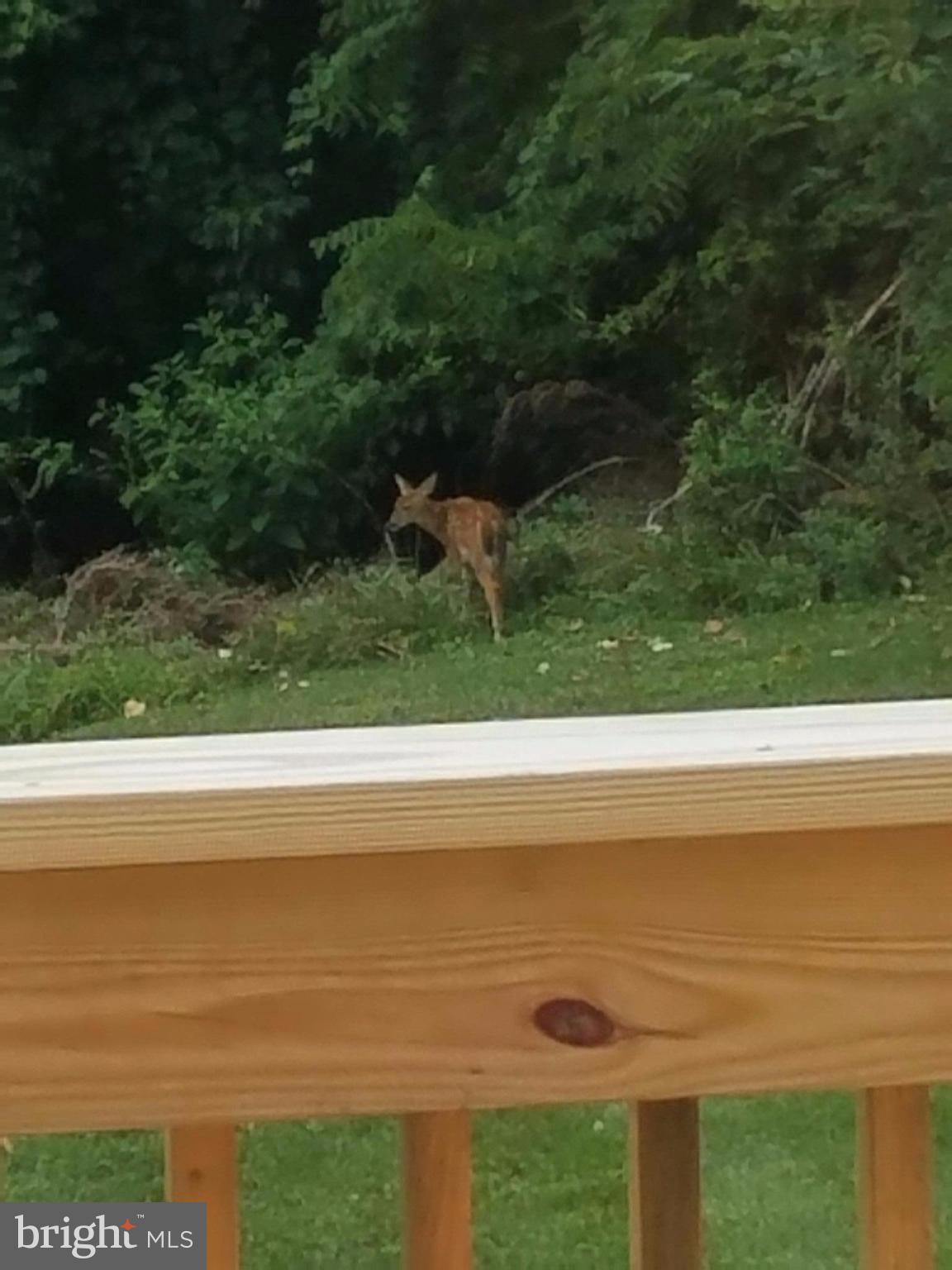 PINEDALE WOODS - Residential