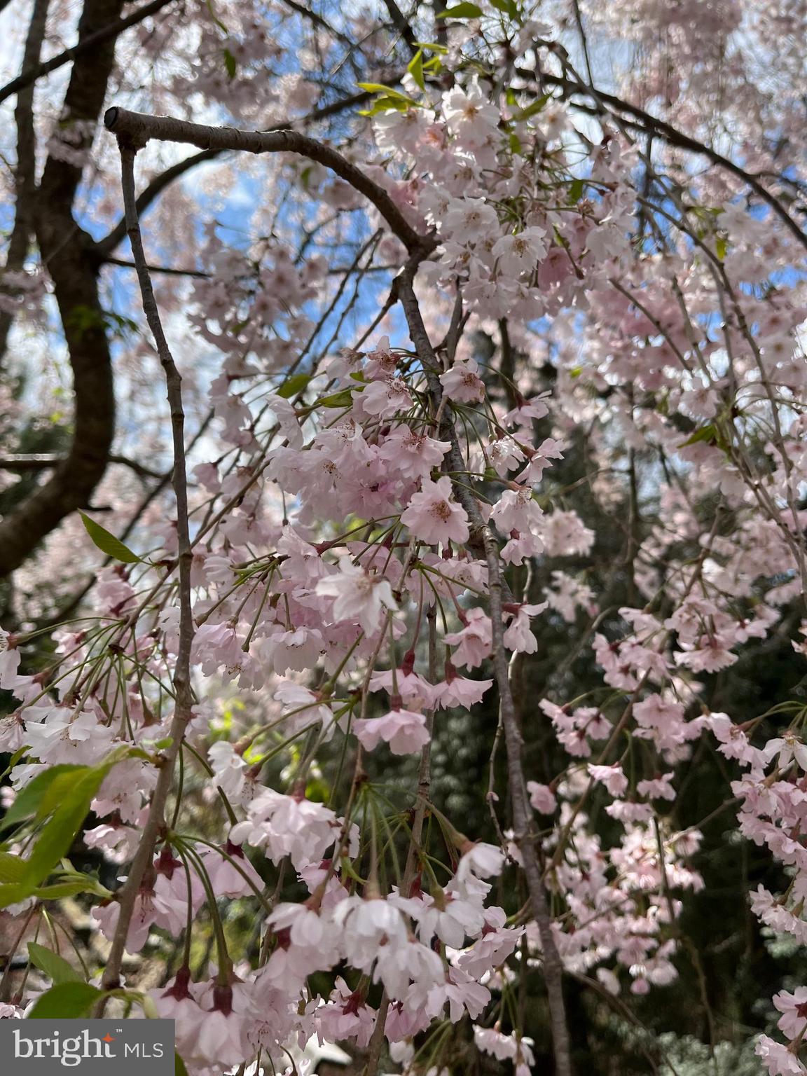 CARROLLTON MANOR - Residential