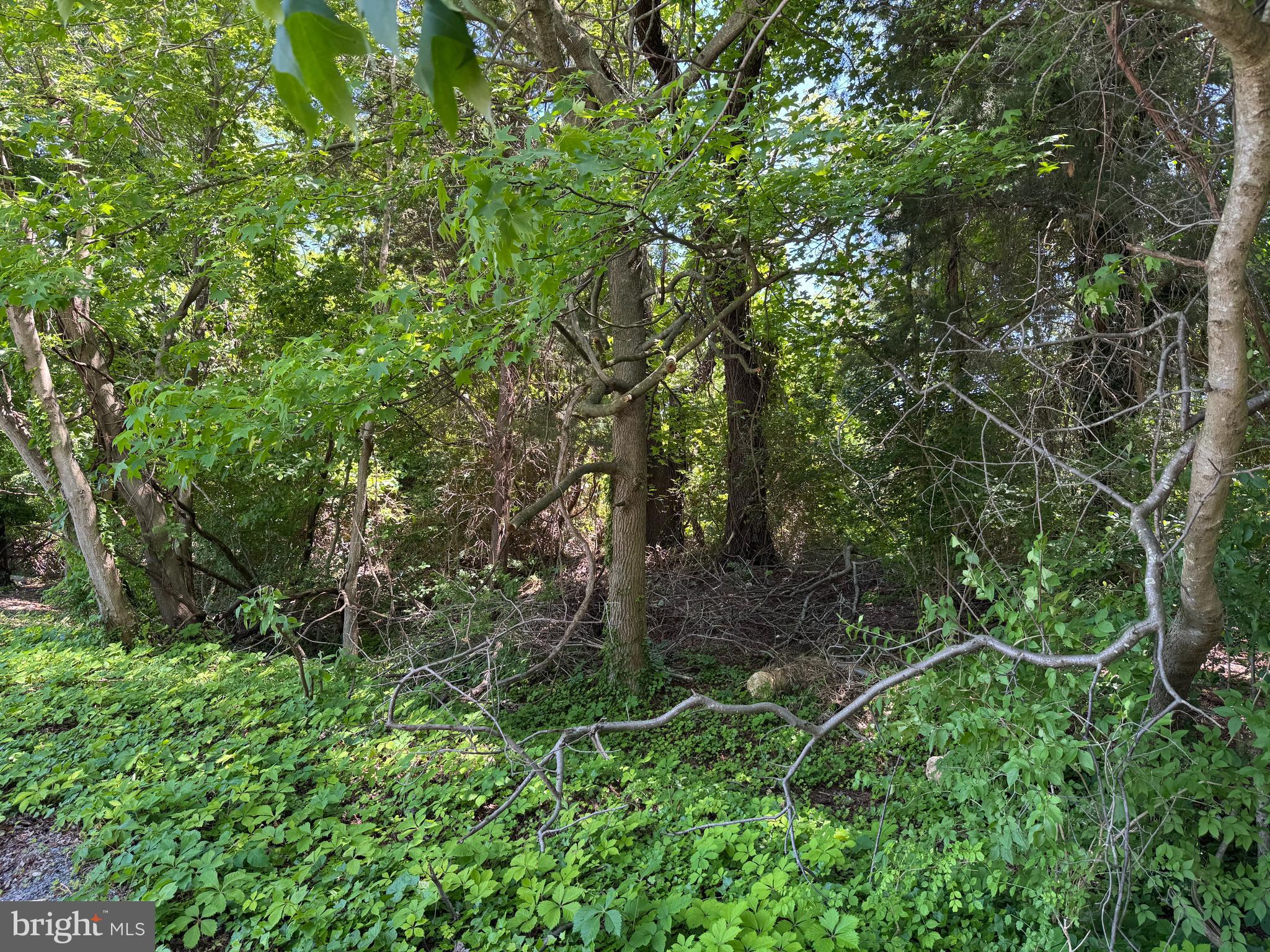 Wooded lot on Ackerman Drive! The community of Romancoke on the Bay featuers water access, boat ramp. beach and club house nearby.