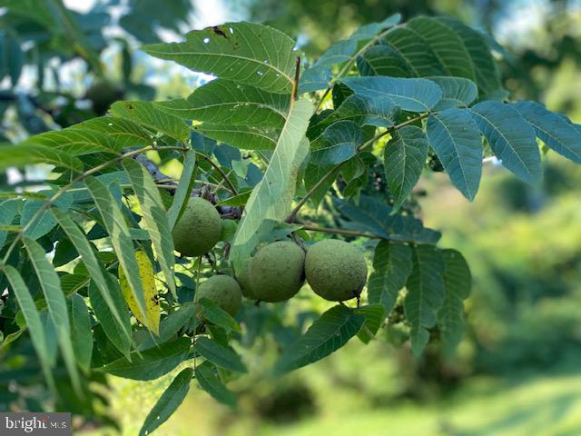 FOX HERITAGE - Residential Lease