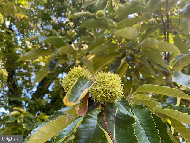 FOX HERITAGE - Residential Lease