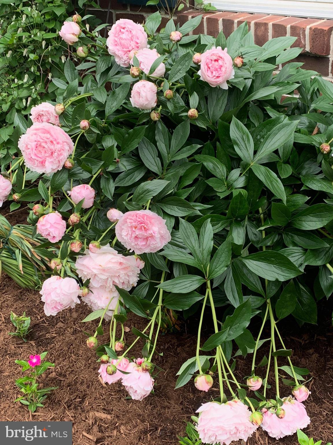 WALTON SPRING HILLS - Residential