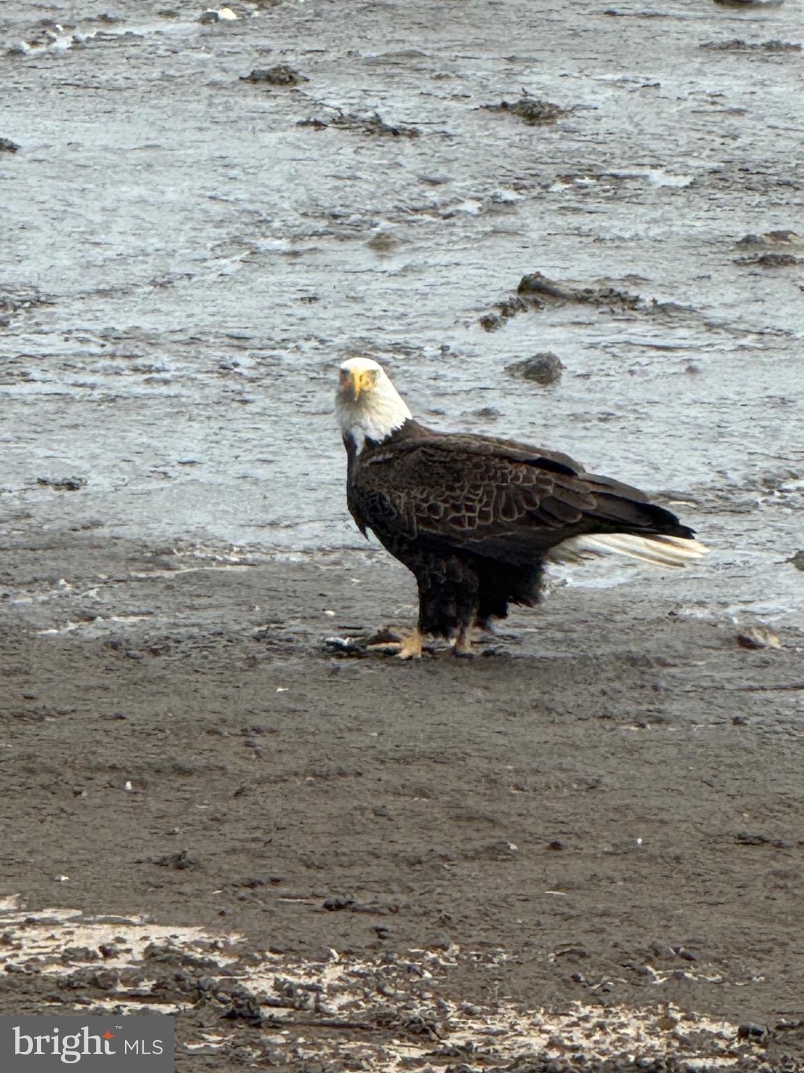 PICKERING BEACH - Residential