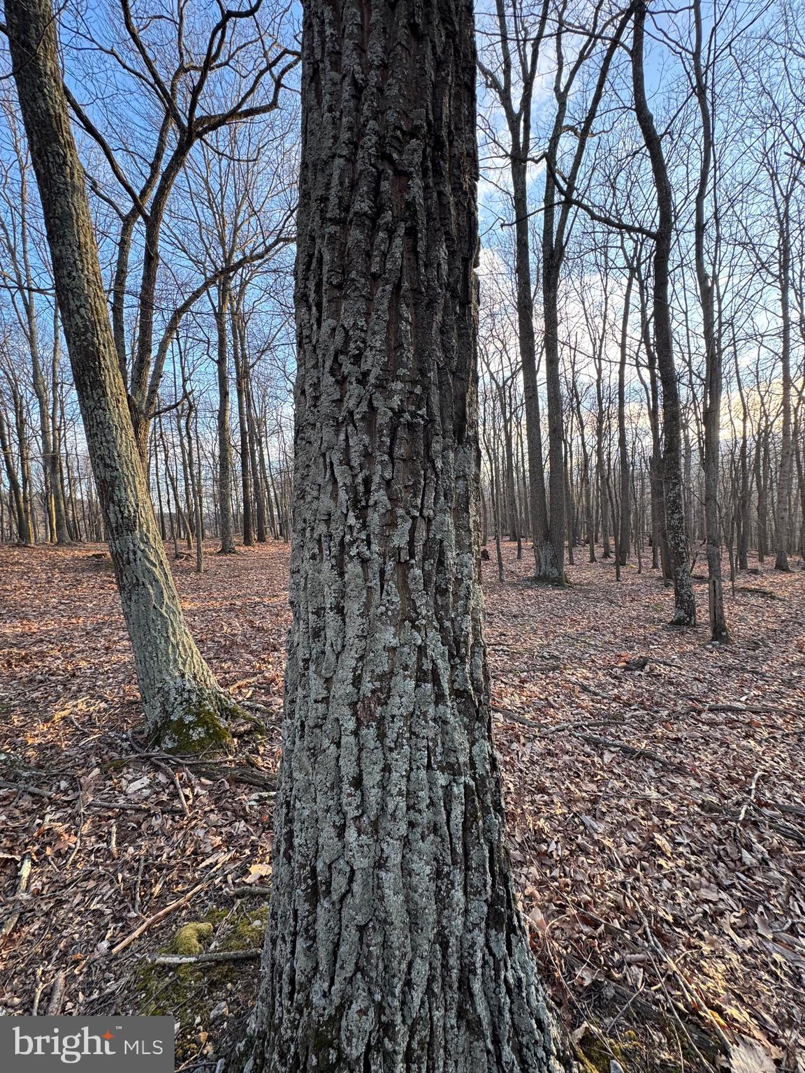 SCHERR - Residential