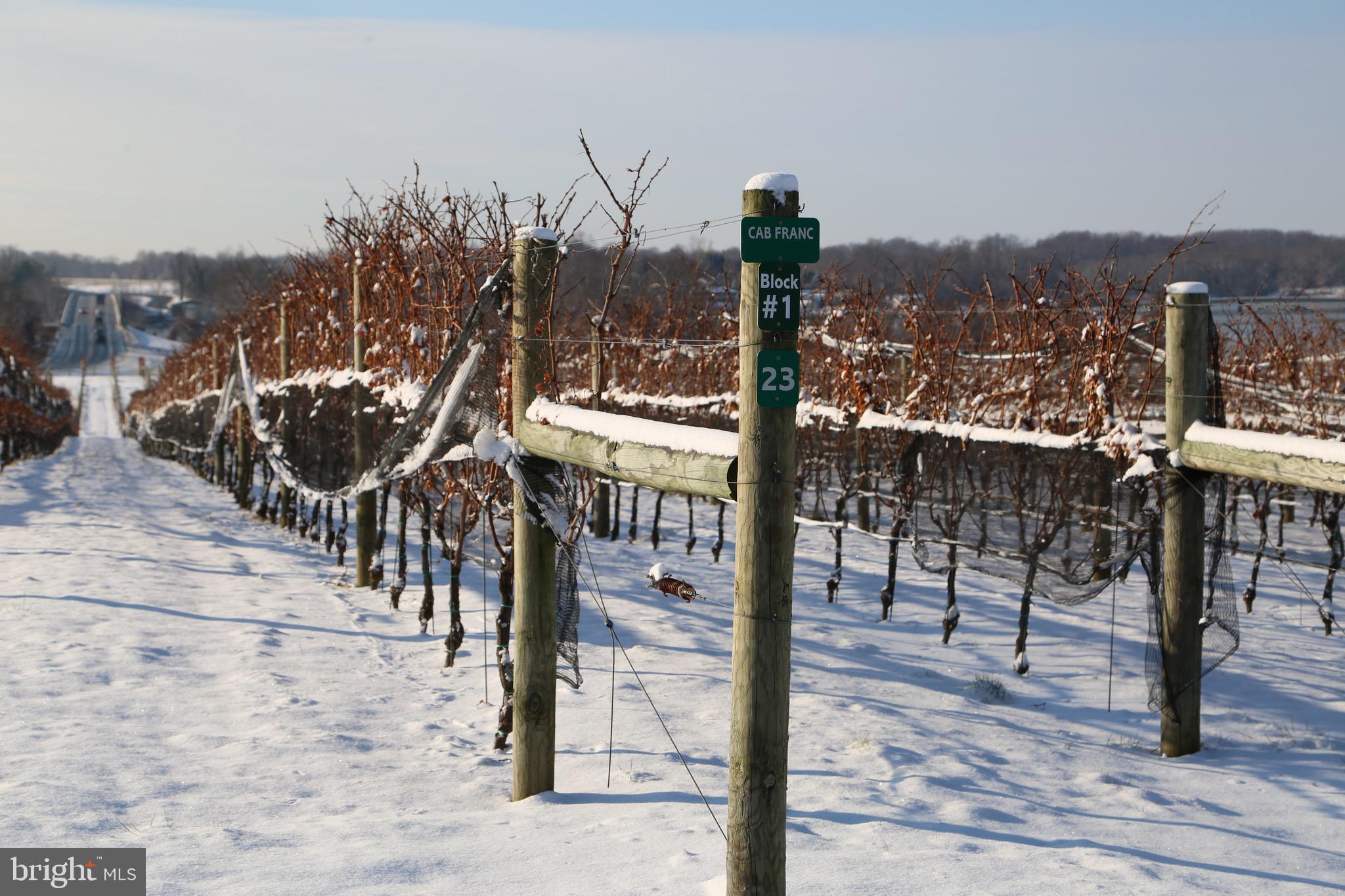 BOHEMIA MANOR - Farm