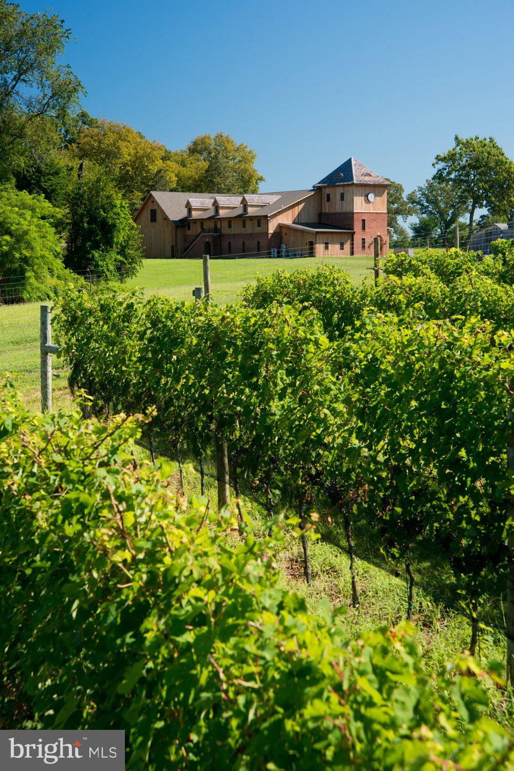 BOHEMIA MANOR - Farm