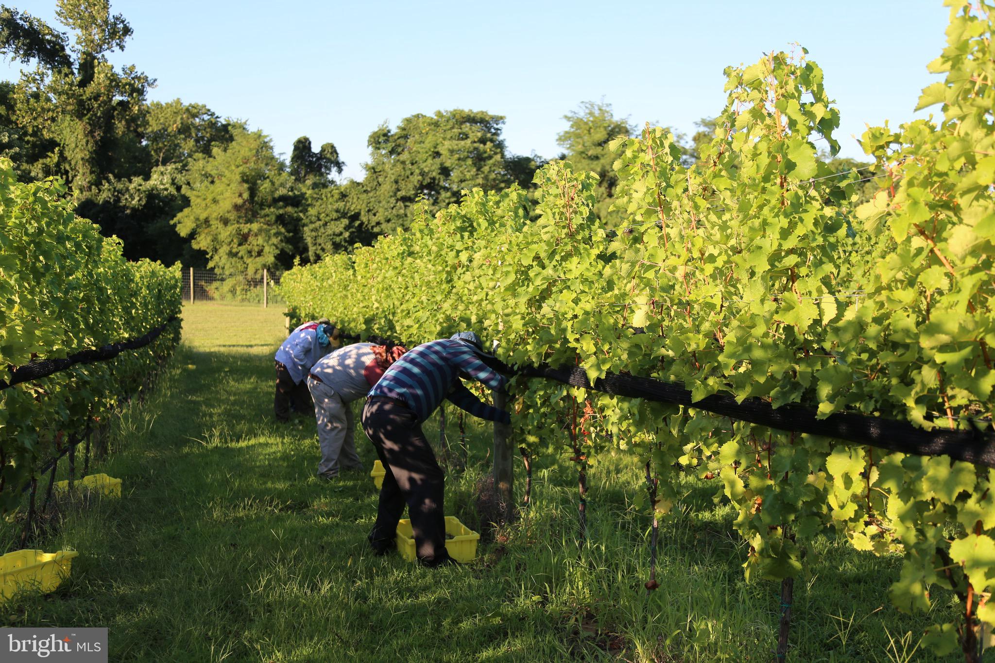 BOHEMIA MANOR - Farm