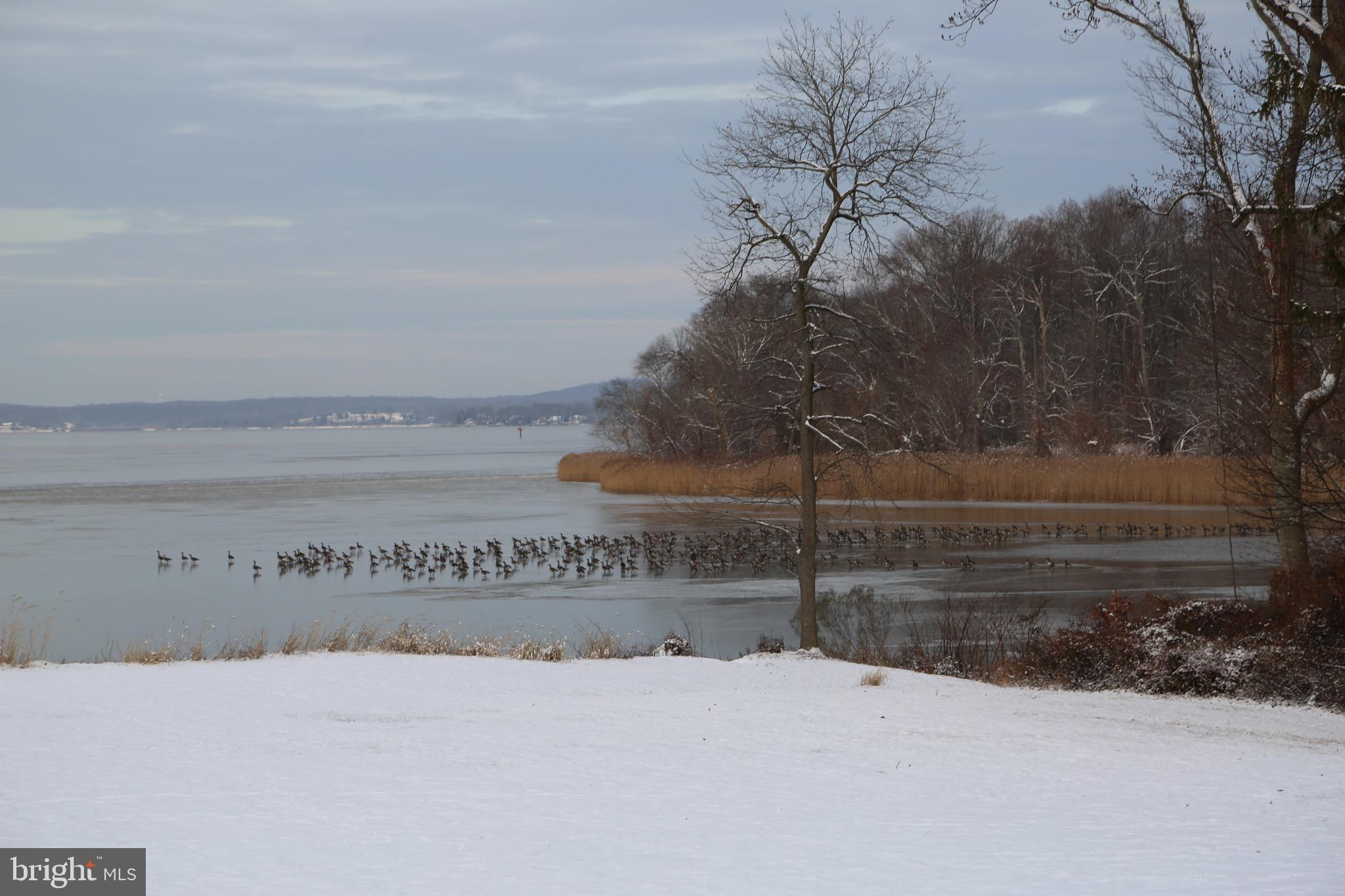 BOHEMIA MANOR - Farm