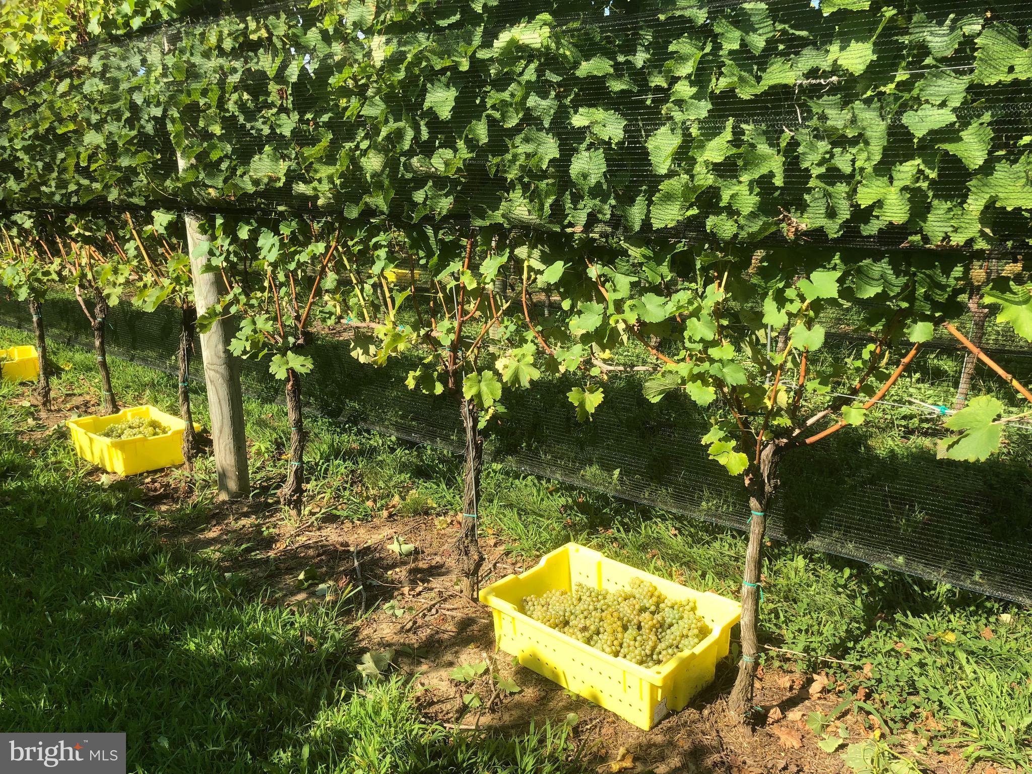 BOHEMIA MANOR - Farm